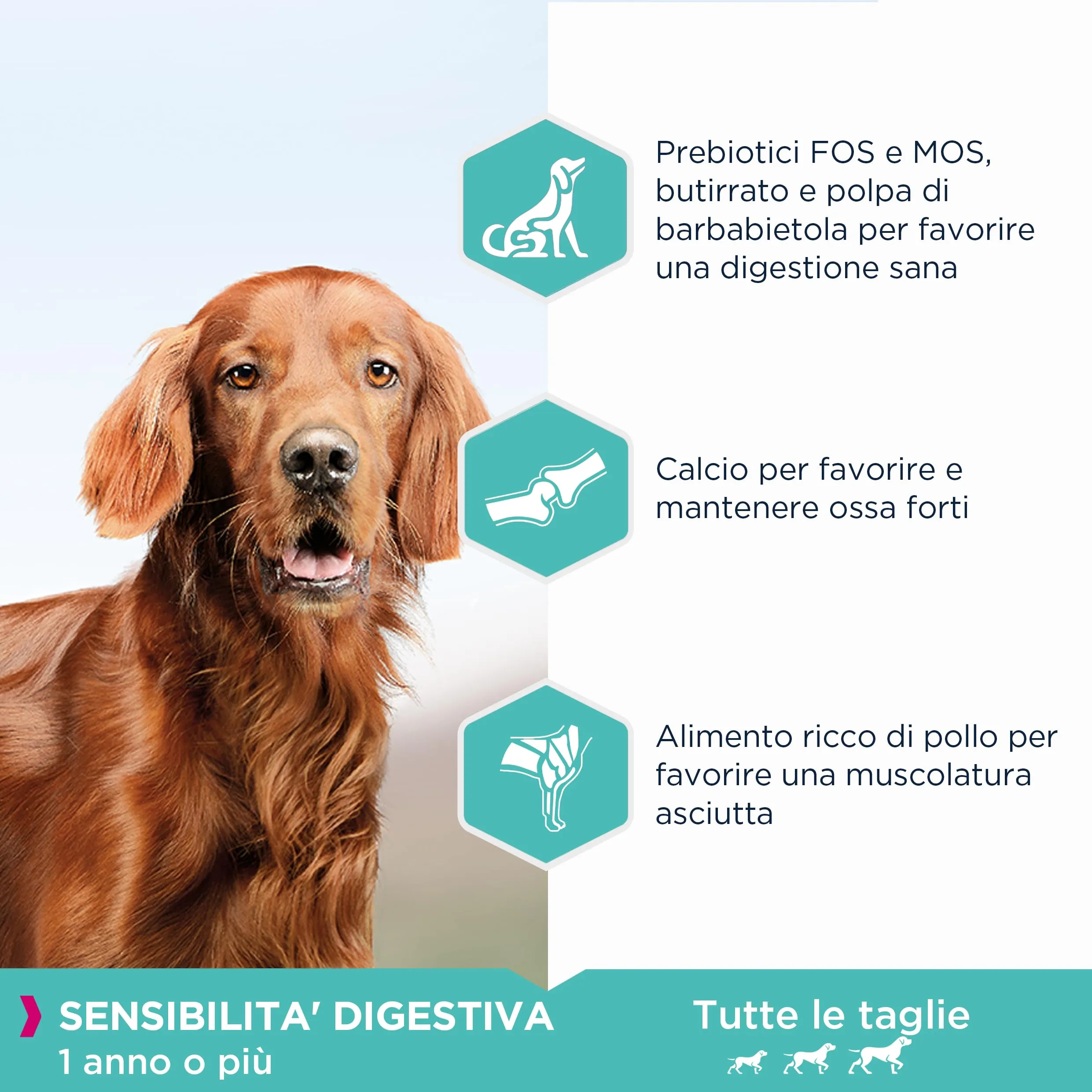 Eukanuba Daily Care Alimento Secco per Cani Adulti con Difficoltà Digestive, 2,3 kg - immagine 4