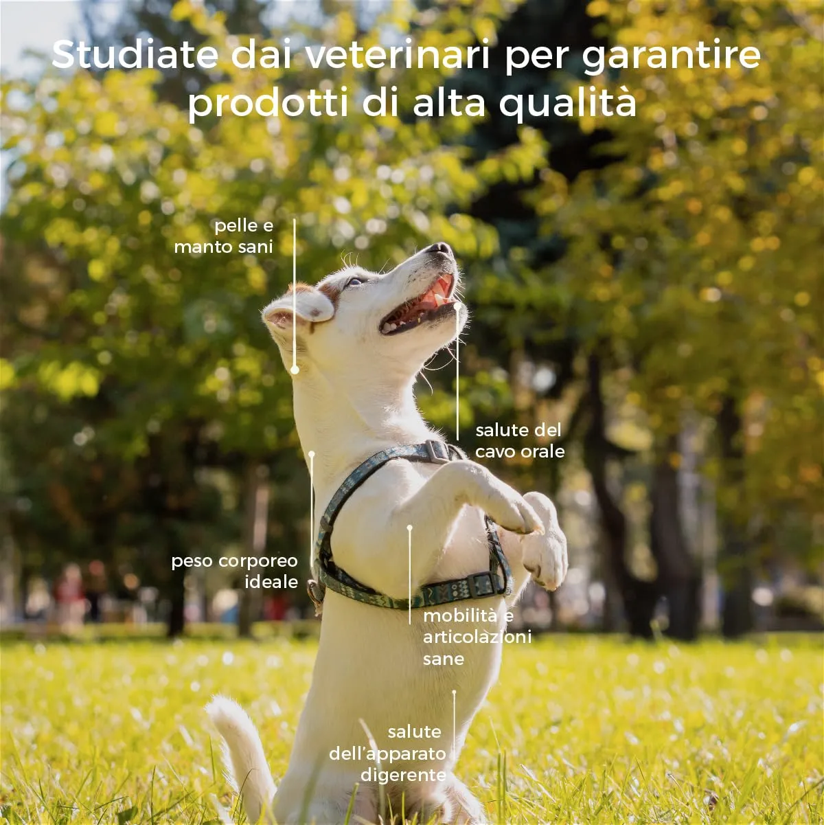 Hygge Dog Biscotti per Cani alla Carruba e Fiocchi di Riso, Set x3, 300 g - immagine 6