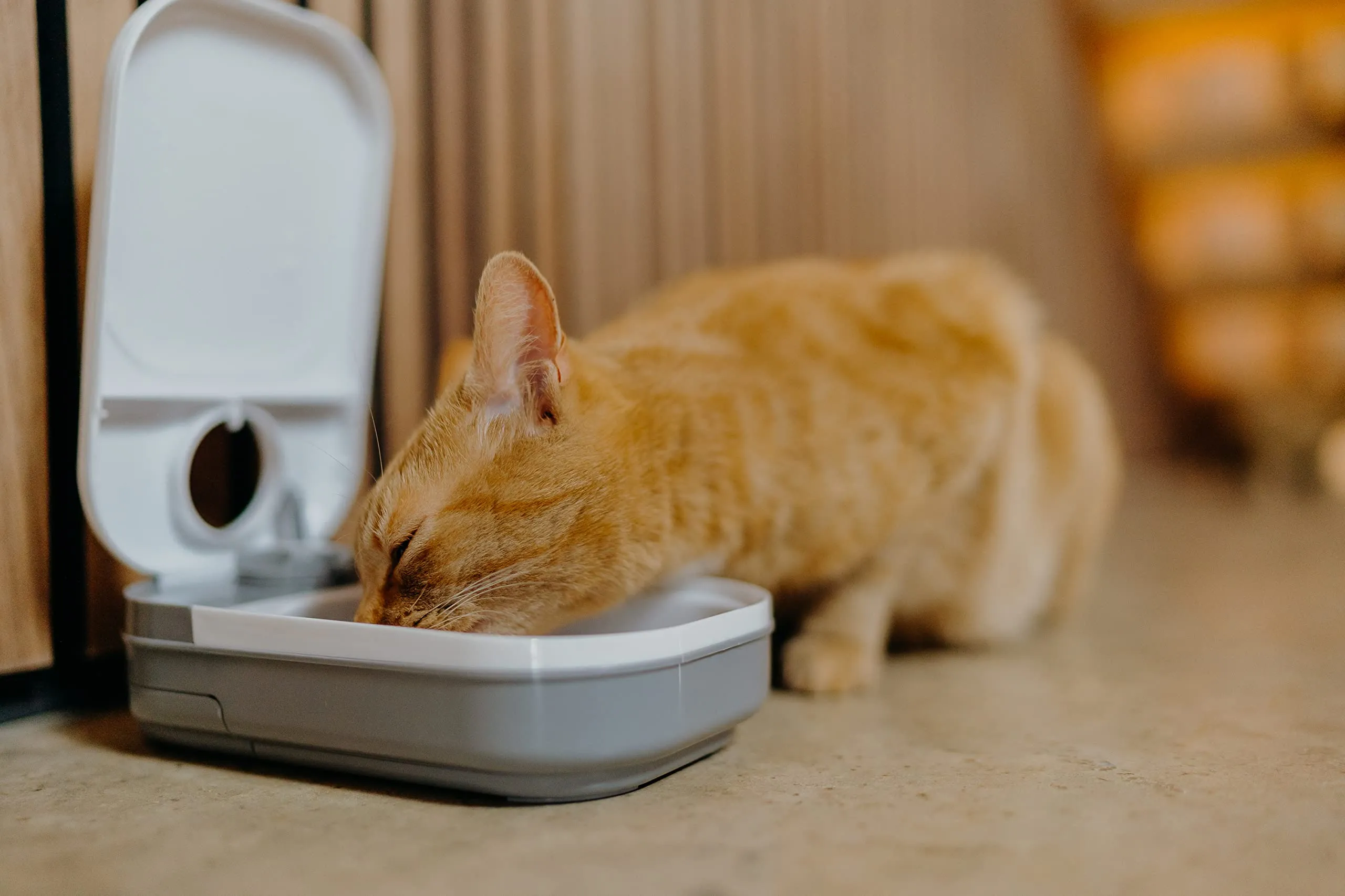 Cat Mate C100 Distributore Automatico di Cibo per 1 pasto, Bianco - immagine 4