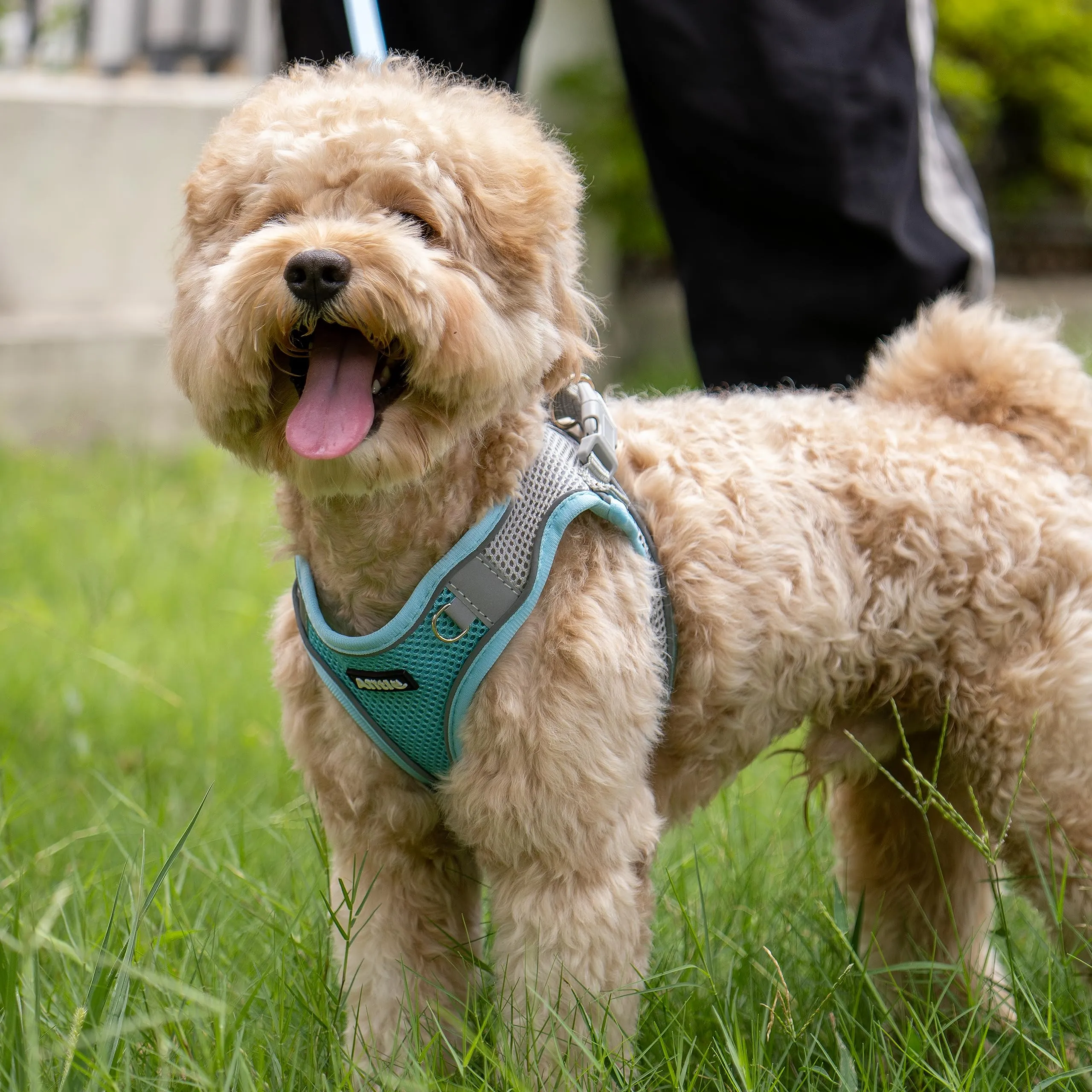 Aiitle Easy Walk - Set di pettorina e guinzaglio per cani, regolabile, gilet imbottito, blu, L - immagine 4