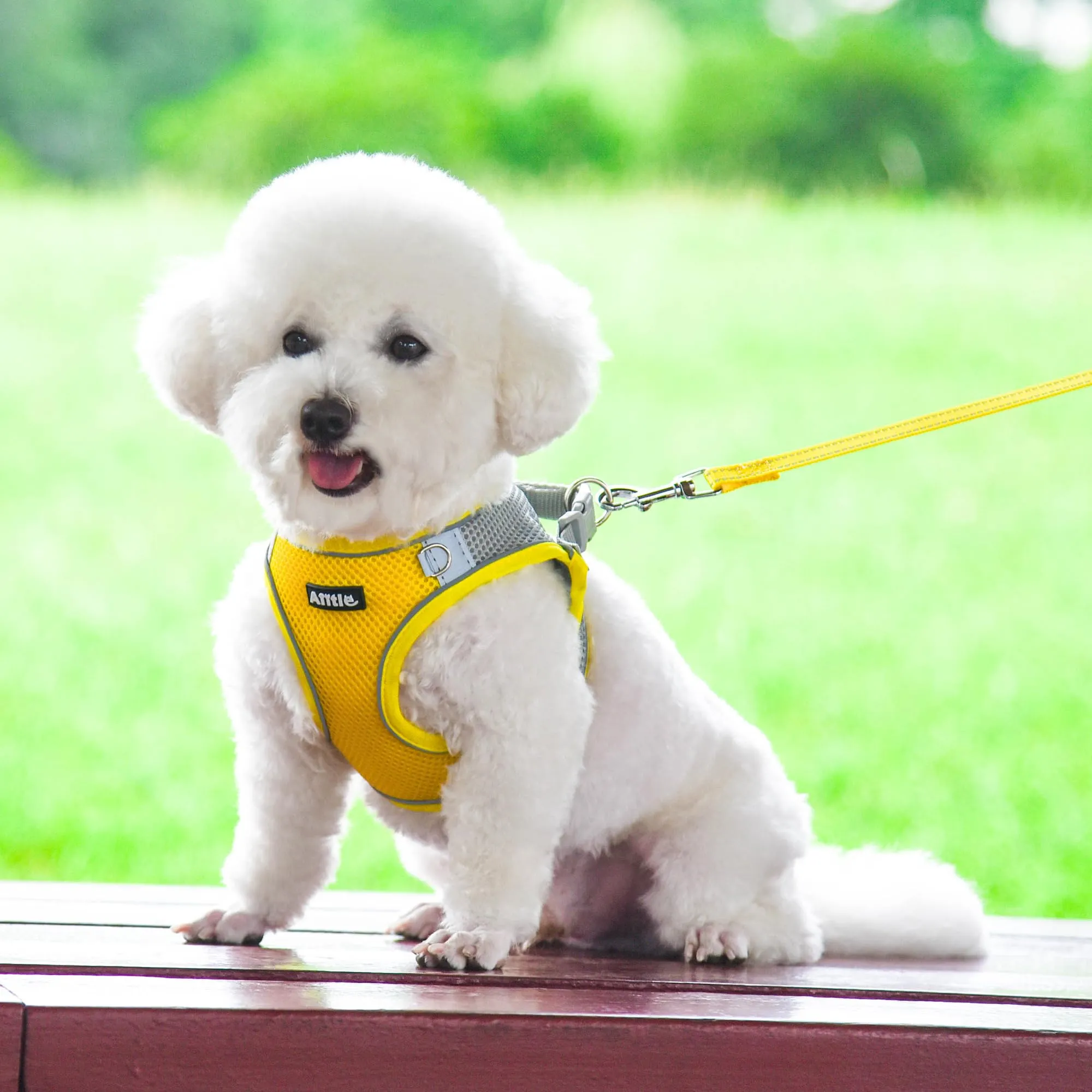 Aiitle Pettorina e guinzaglio per cani anti-tiro e anti-fuga riflettenti, Giallo M - immagine 2
