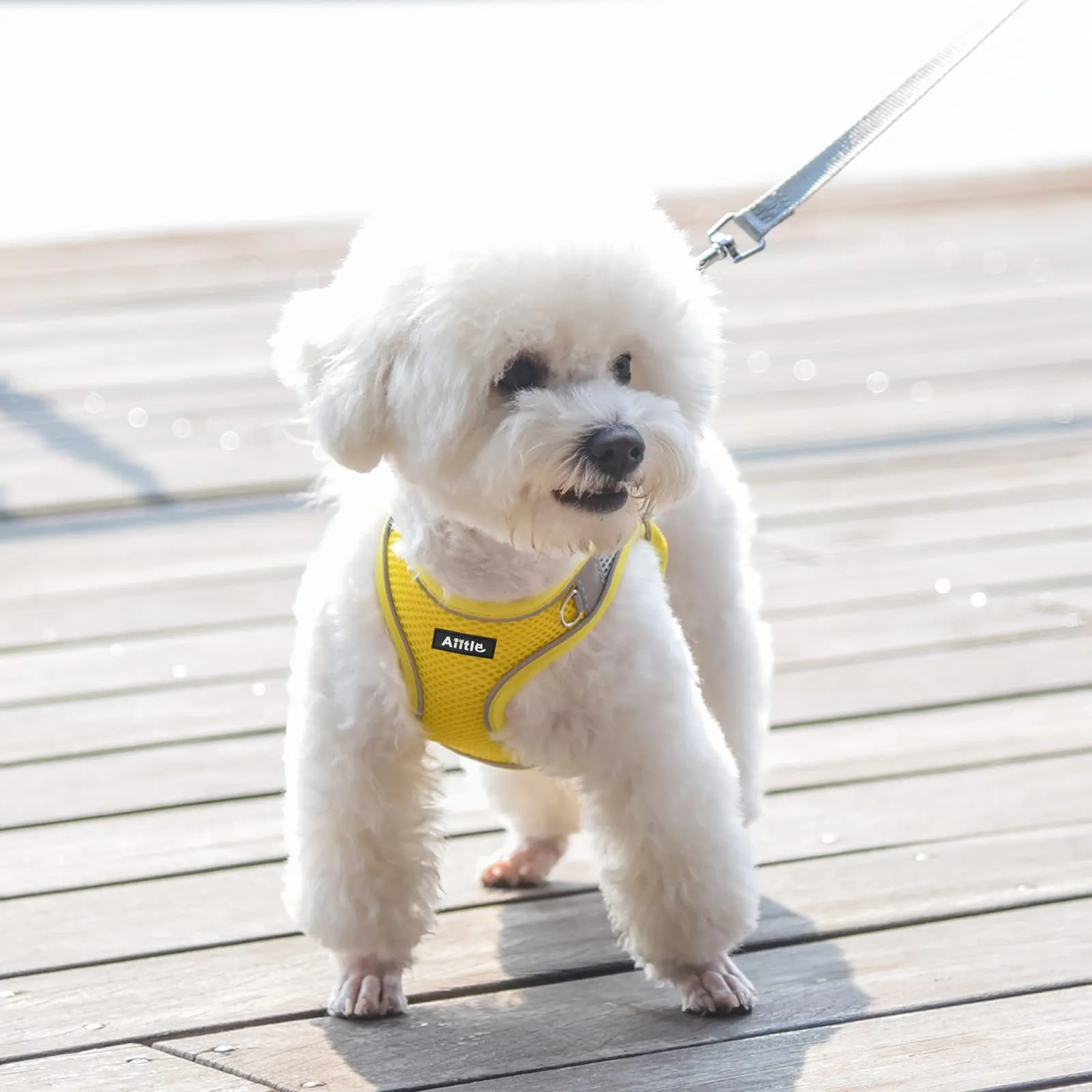 Aiitle Set Imbracatura e Guinzaglio Easy Walk per Cani, Giallo L - immagine 2
