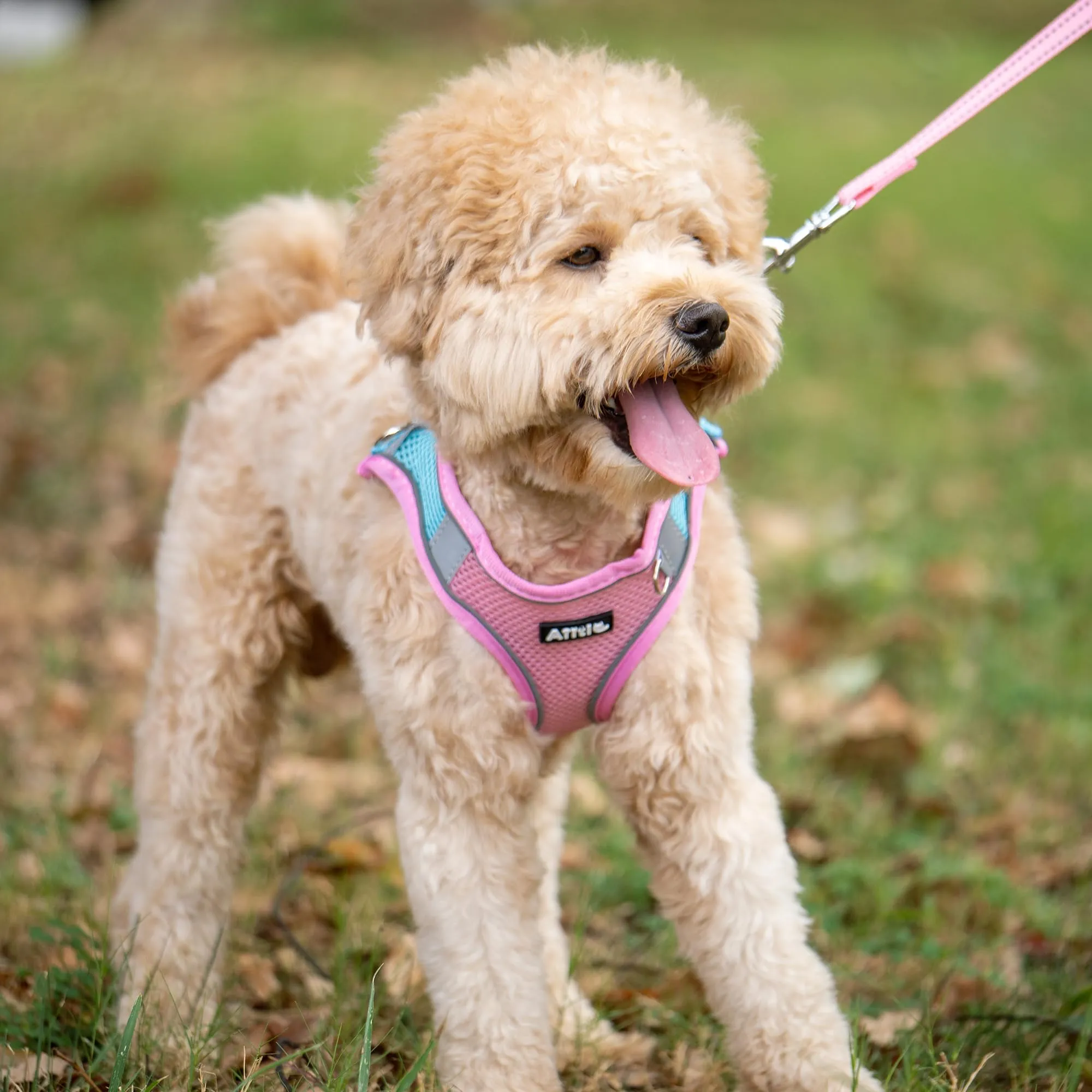 Aiitle Pettorina e Guinzaglio per Cani Anti-tiro e Anti-fuga con Fasce Riflettenti, Rosa M - immagine 3