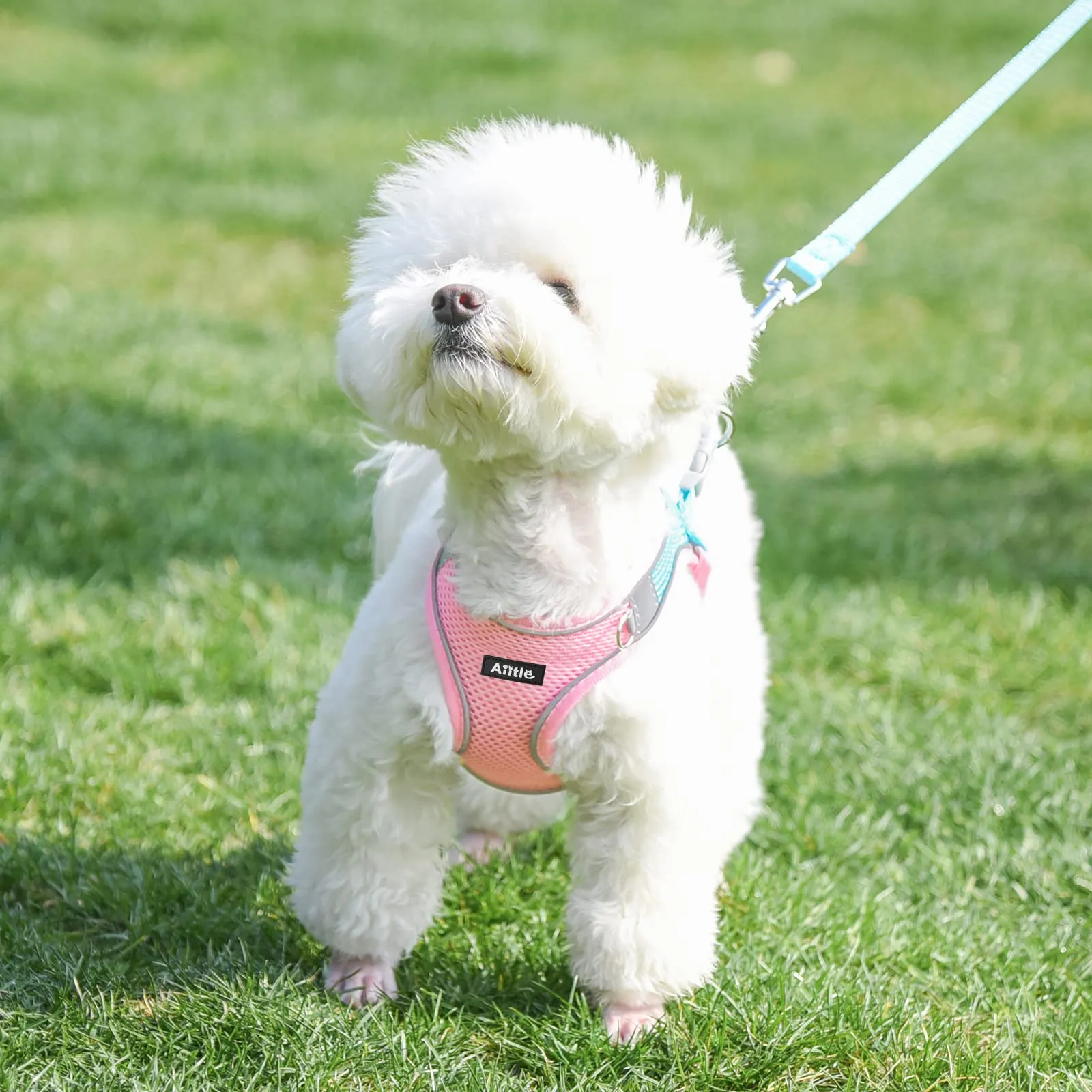 Aiitle Set Imbracatura a Gilet e Guinzaglio per Cani, Riflettente, Rosa, XS - immagine 9