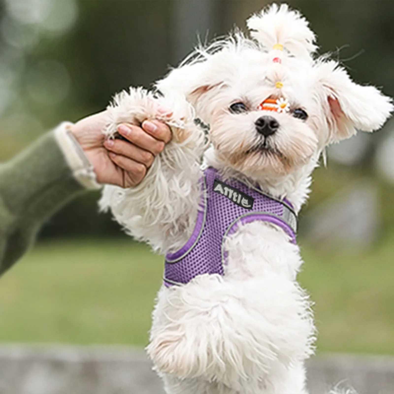 Aiitle Set Imbracatura a Gilet e Guinzaglio per Cani, Riflettente, Viola, XS - immagine 6