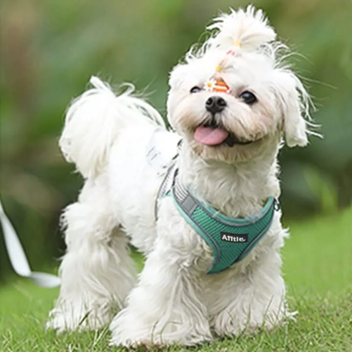 Aiitle Set Imbracatura a Gilet e Guinzaglio per Cani, Riflettente, Turchese, XS - immagine 8