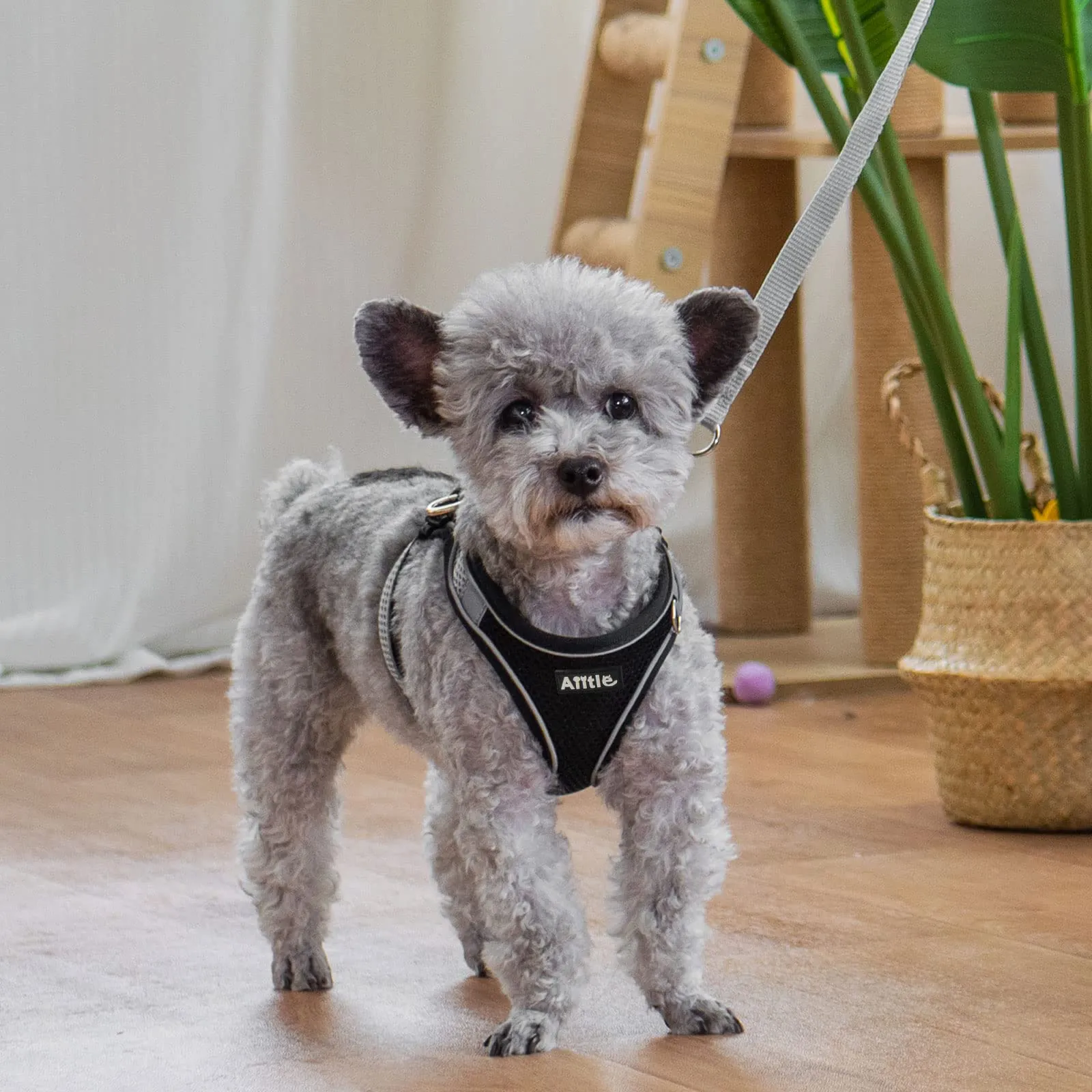 Aiitle Set Imbracatura a Gilet e Guinzaglio per Cani, Riflettente e Regolabile, Nero, XS - immagine 2
