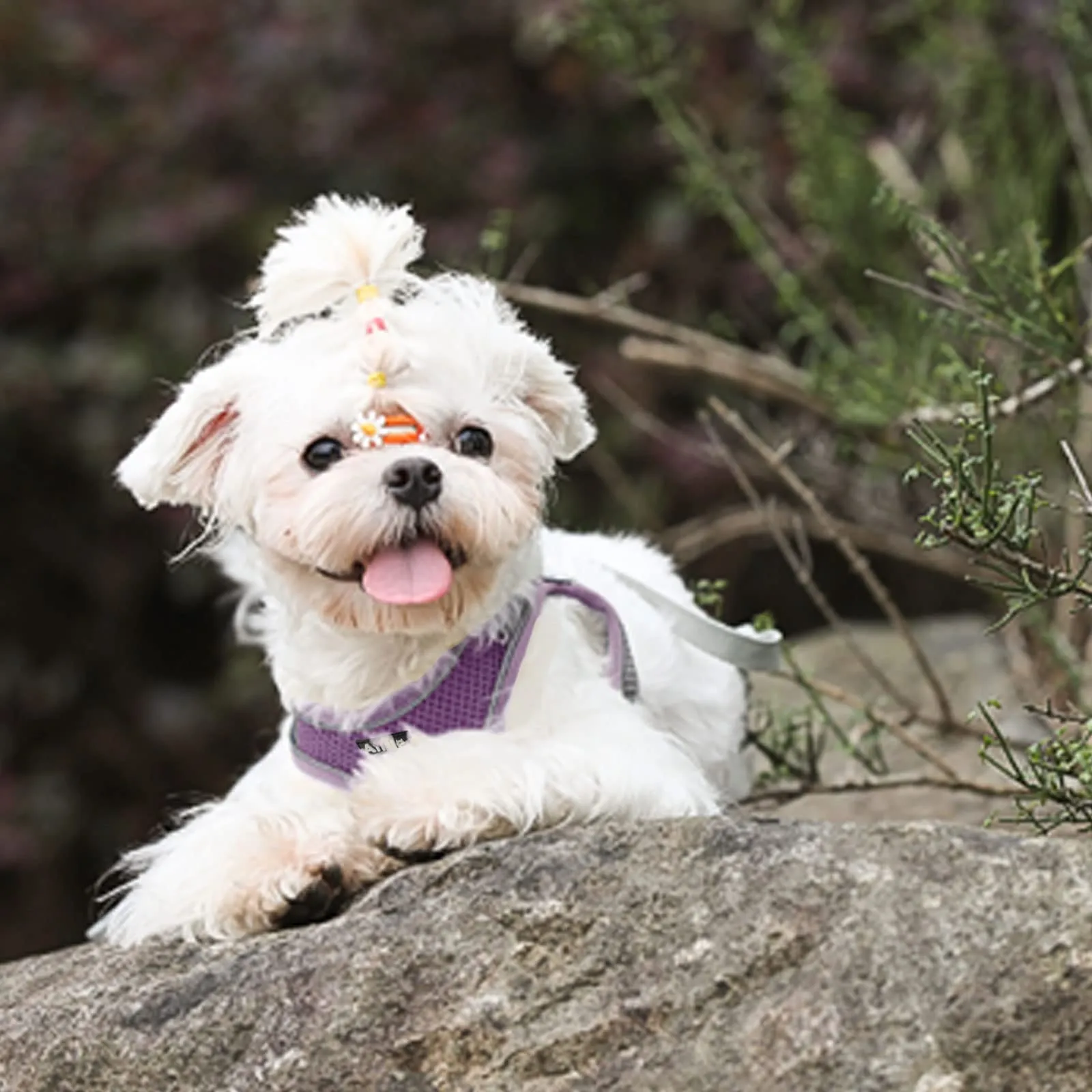 Aiitle Pettorina Anti-fuga Regolabile per Cani, Rete Traspirante, Taglia XL, Viola - immagine 9