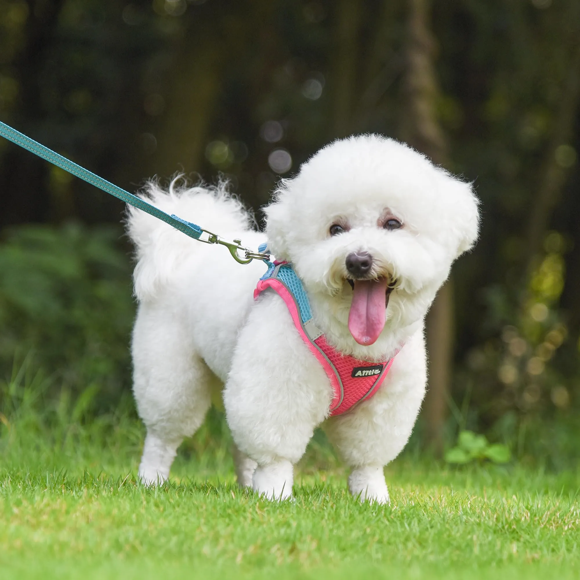 Aiitle Pettorina Anti-Tiro e Guinzaglio per Cani di Piccola e Media Taglia, Rosa Caldo, S - immagine 2