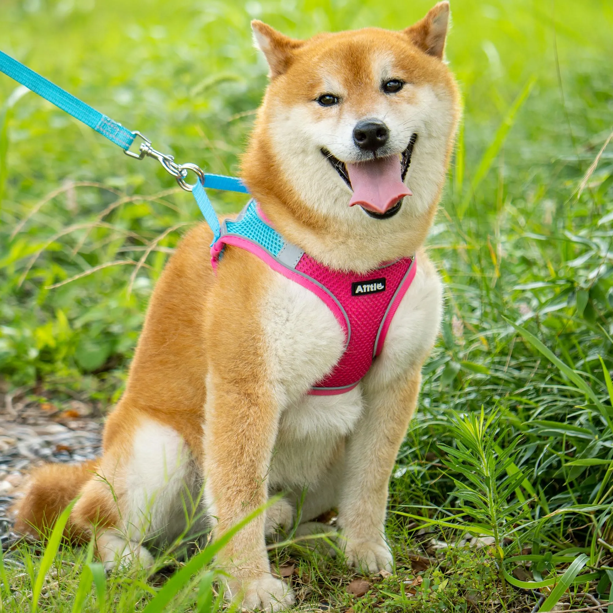 Aiitle Pettorina Anti-Tiro e Guinzaglio per Cani di Piccola e Media Taglia, Rosa Caldo, S - immagine 8