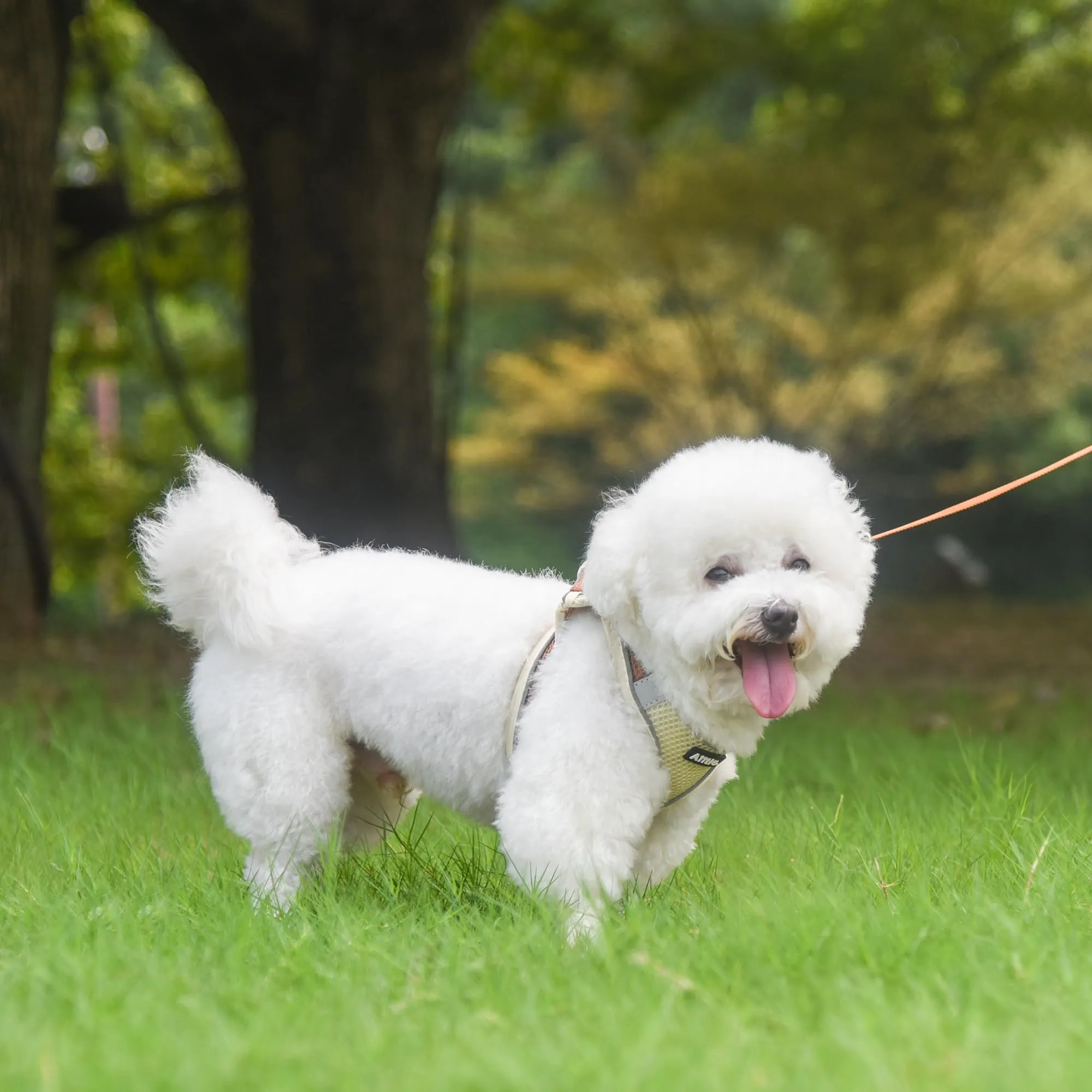 Aiitle Pettorina e guinzaglio per cani anti-tiro e anti-fuga con fasce riflettenti, Beige M - immagine 7