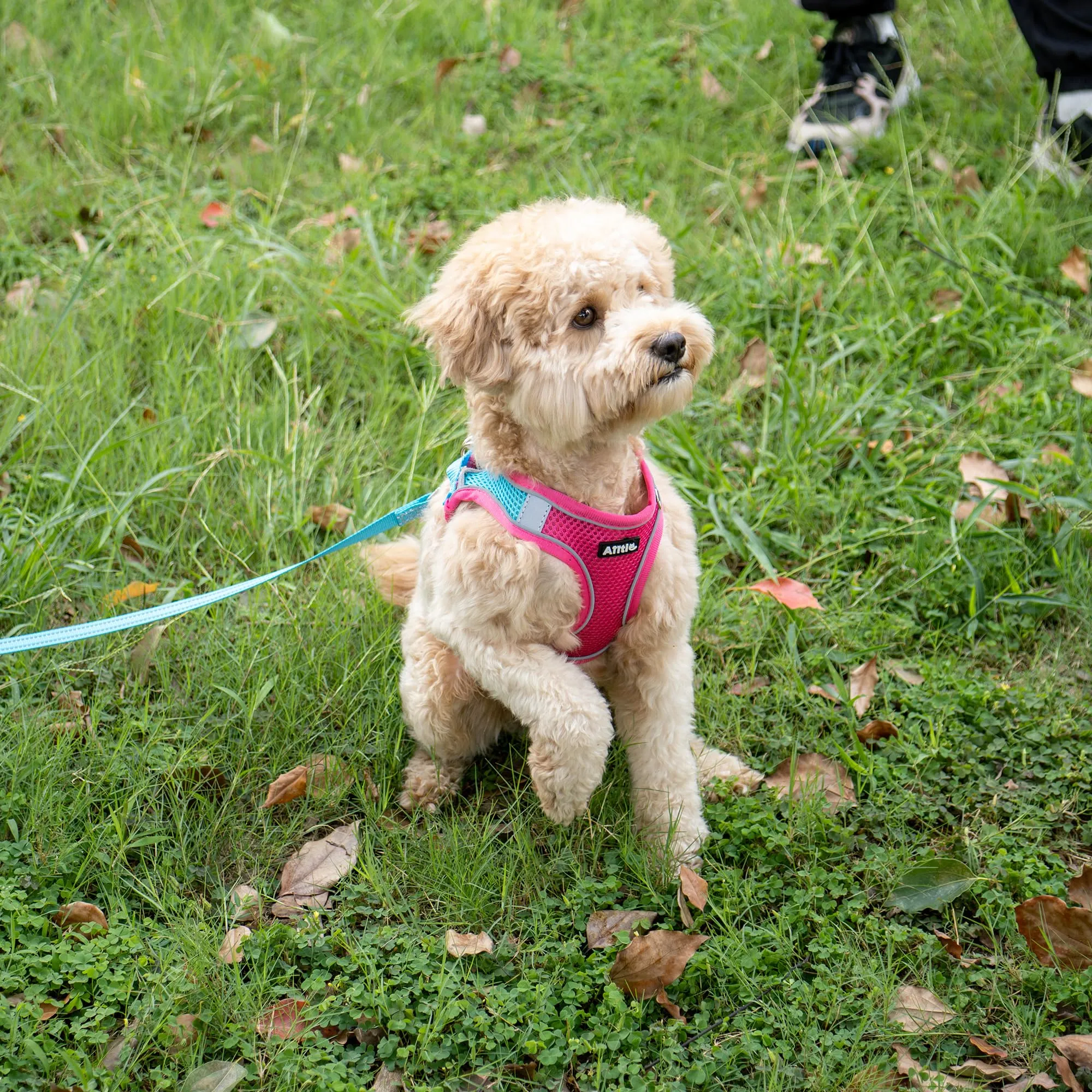 Aiitle Pettorina Estiva per Cani e Gatti con Guinzaglio, Gilet Riflettente Regolabile e a Prova di Fuga, Rosa Caldo, XXXS - immagine 10