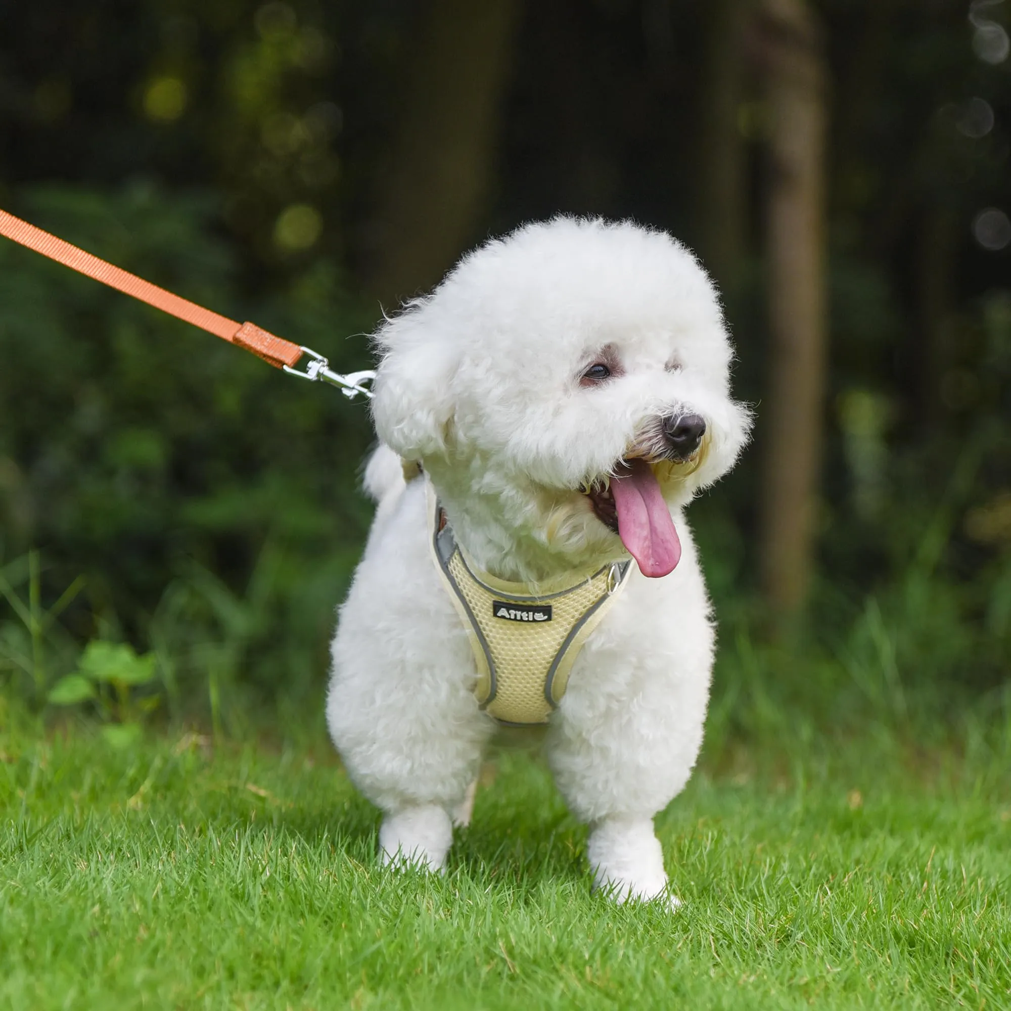 Aiitle Pettorina per Cuccioli con Guinzaglio, Rete Traspirante, Beige XXS - immagine 2
