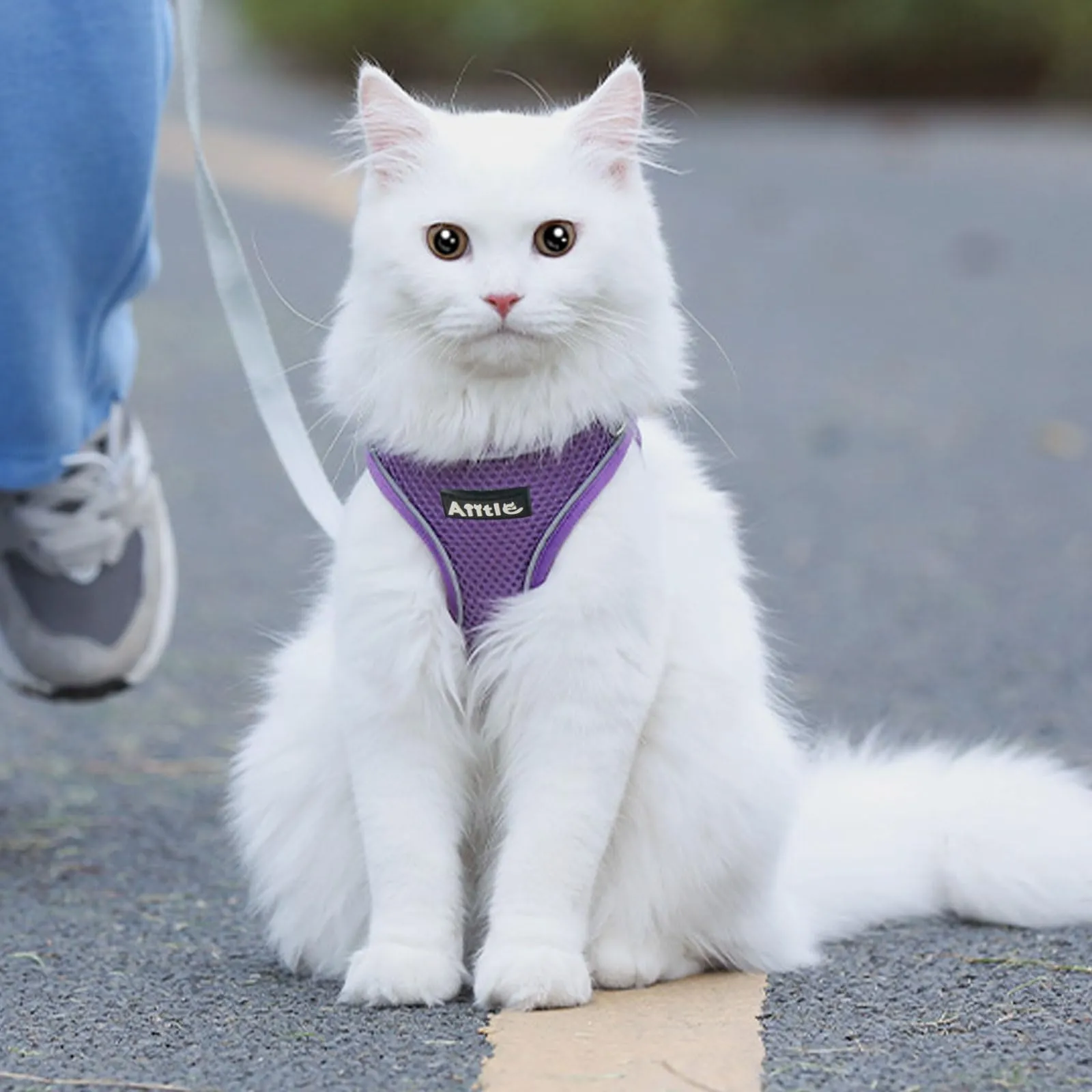 Aiitle Pettorina Anti-tiro Regolabile e Guinzaglio con Impugnatura Imbottita per Cani di Piccola e Media Taglia, Viola Puro, S - immagine 7