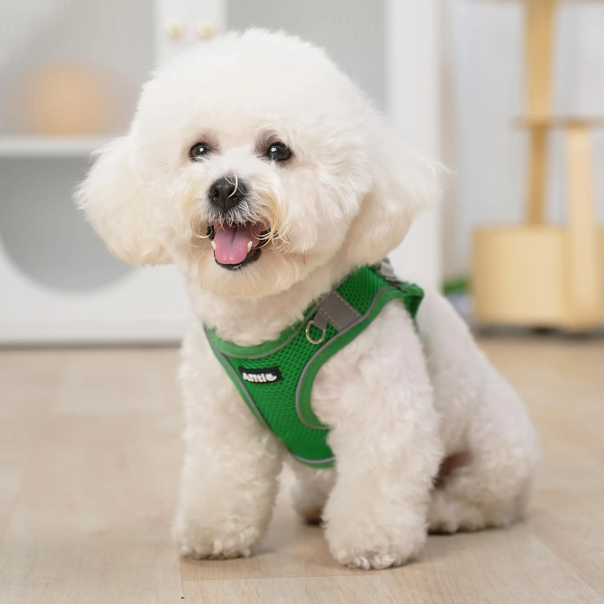 Aiitle Pettorina con Guinzaglio in Rete Traspirante per Cuccioli, Cani di Piccola Taglia e Gatti, Verde, XXS - immagine 9