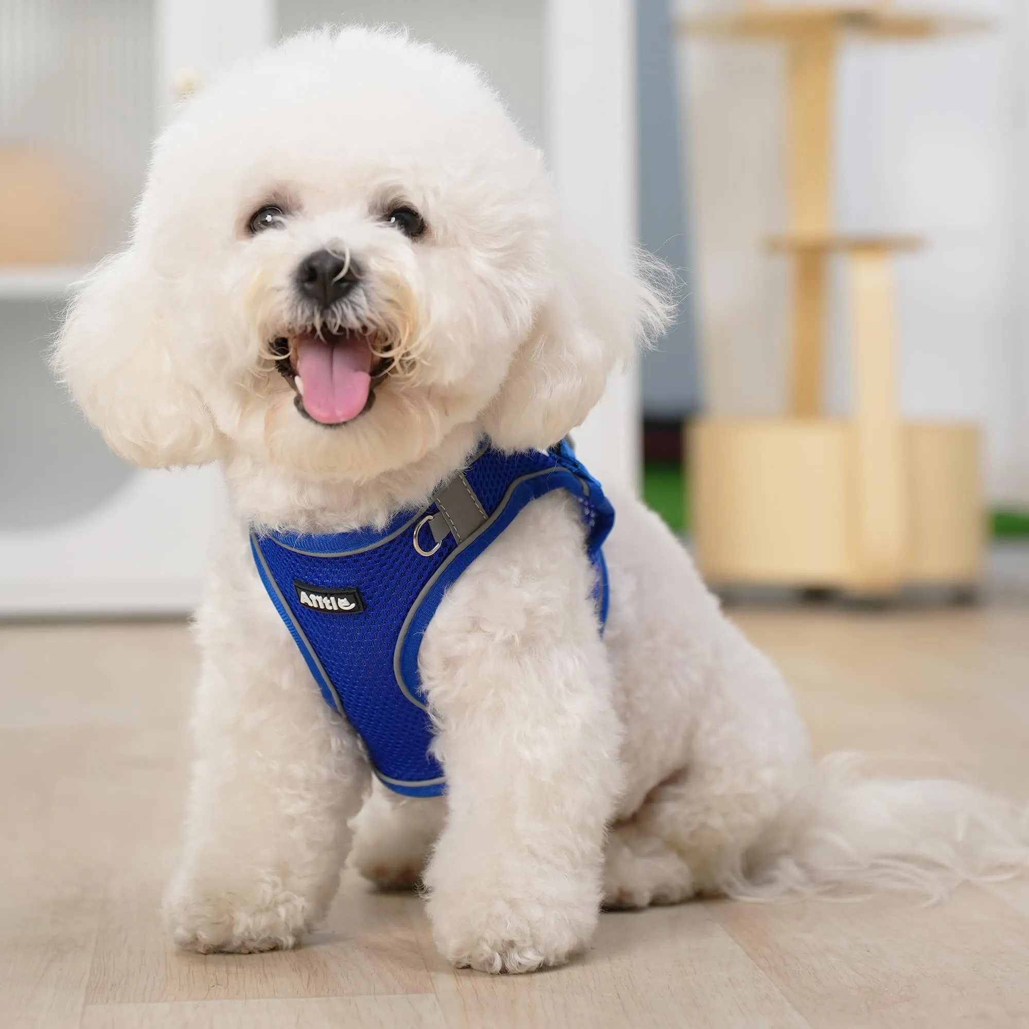 Aiitle Set Imbracatura a Gilet e Guinzaglio per Cani, Riflettente, Blu Reale, XS - immagine 7