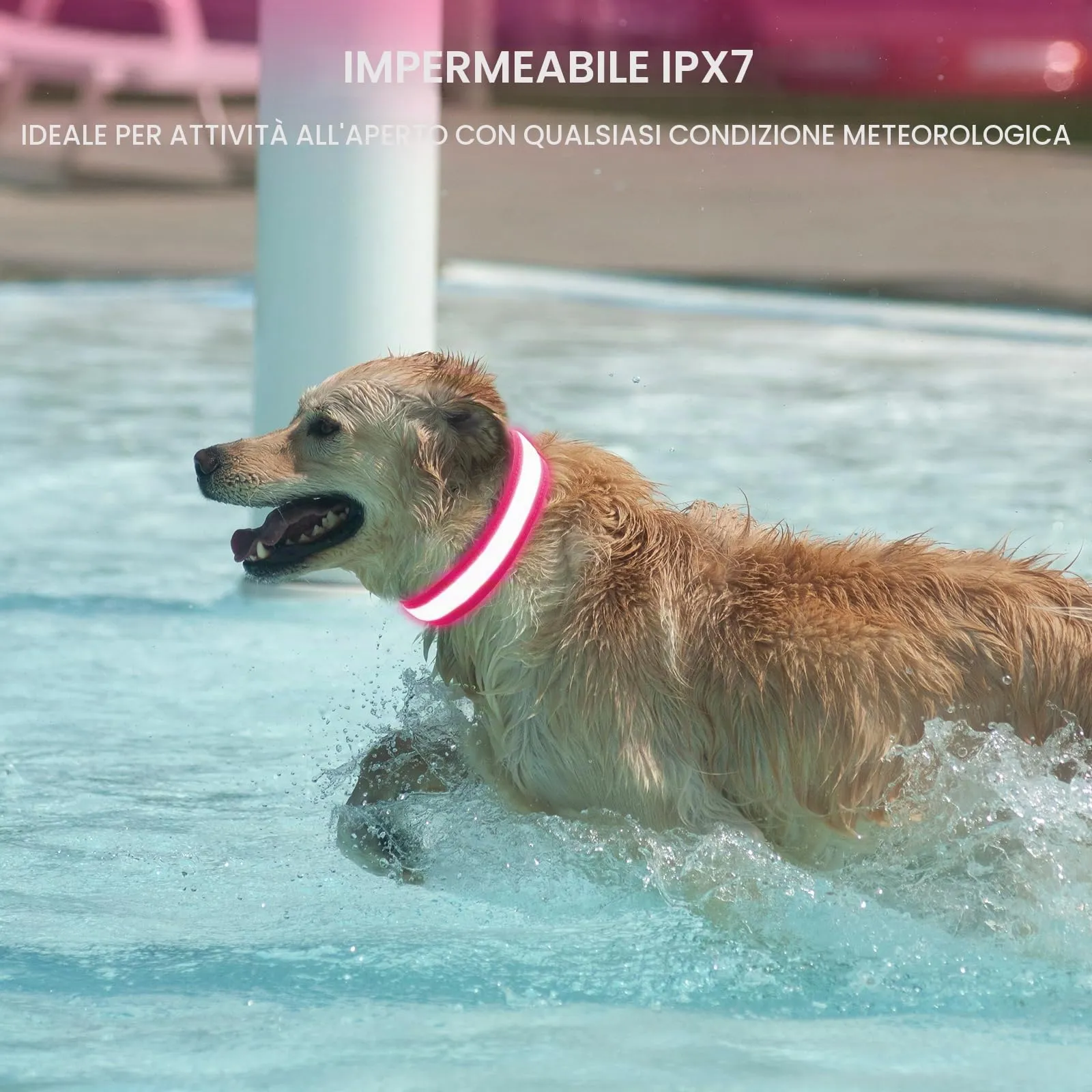 AUAUY Collare Luminoso per Cani, Ricaricabile USB, 3 Modalità, Rosa, M - immagine 6