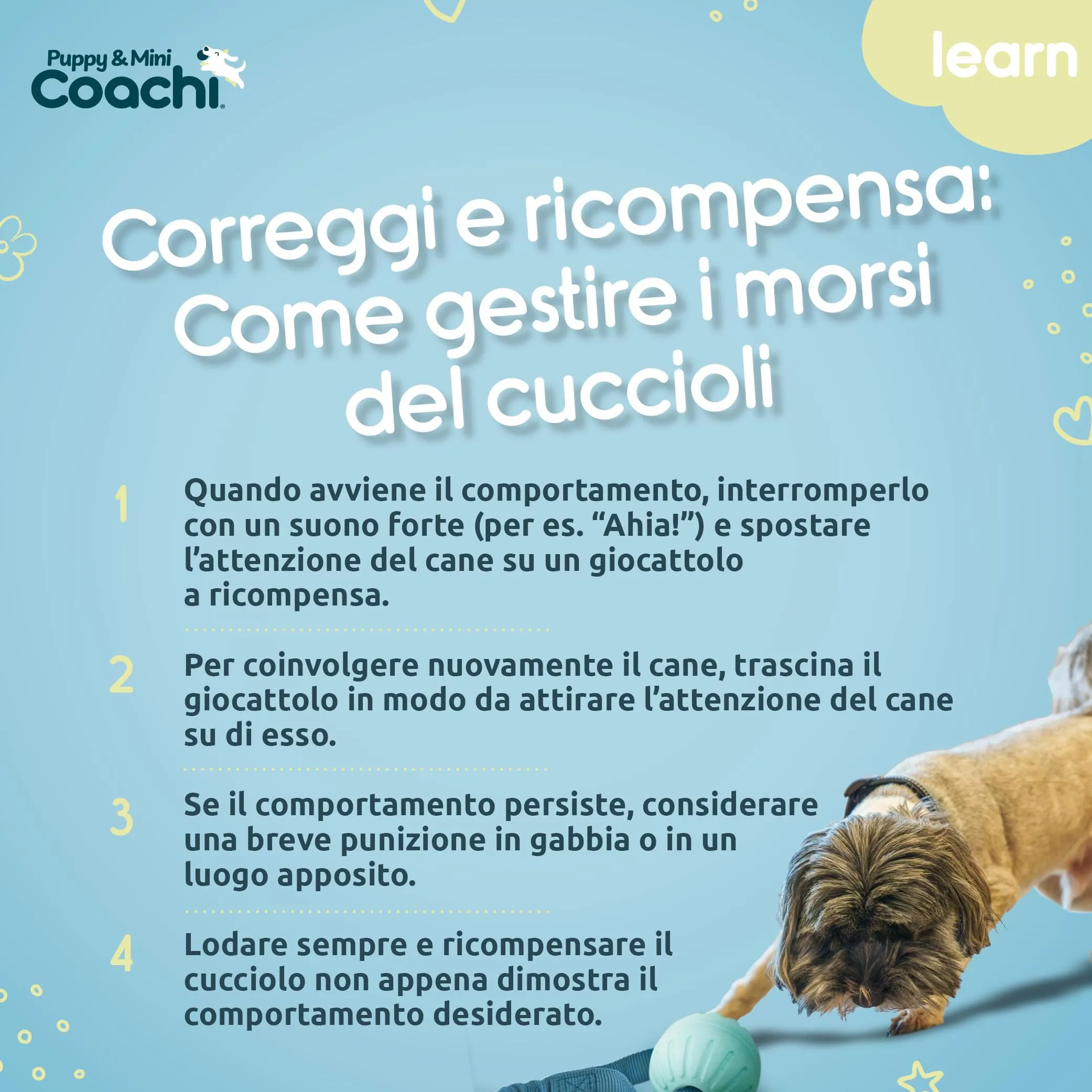 Coachi Puppy & Mini Tuggi Ball per cani - immagine 5