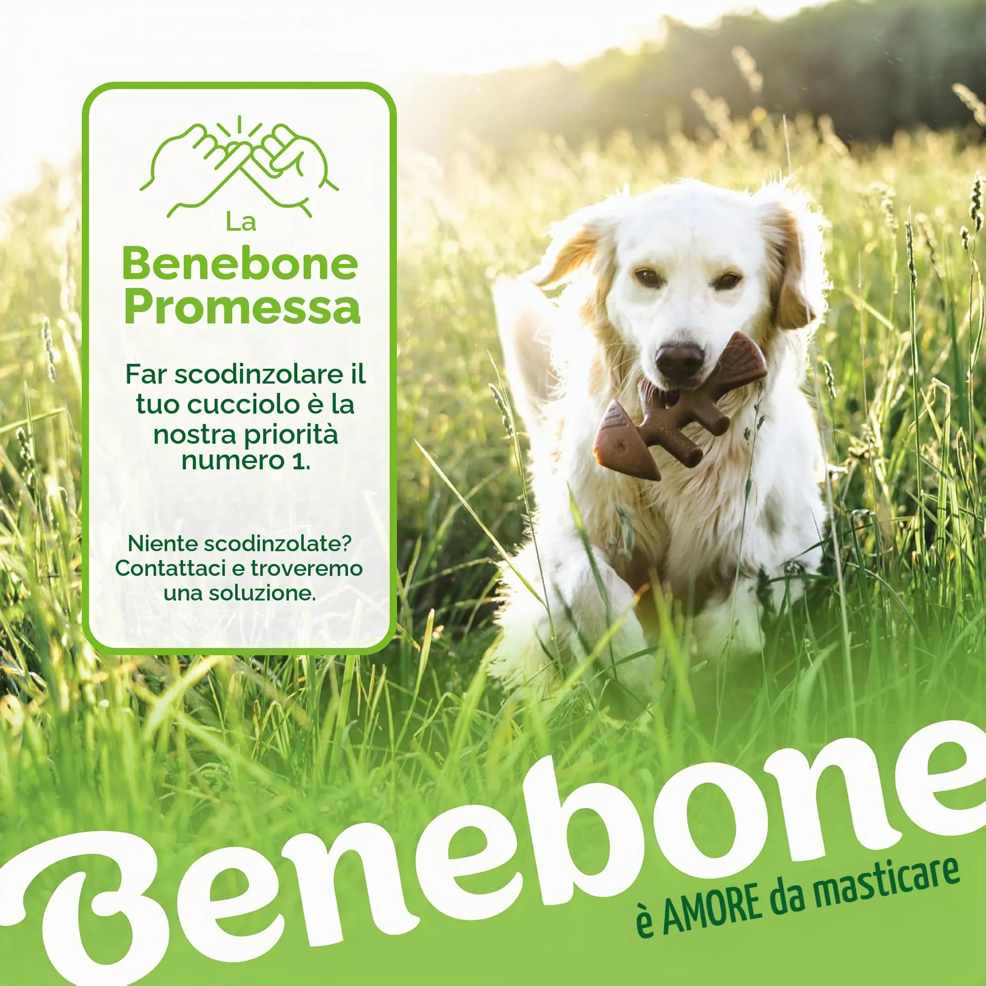 Benebone Giochi per Cani, Confezione da 4, Small, per Masticatori Forti <30 lb - immagine 7