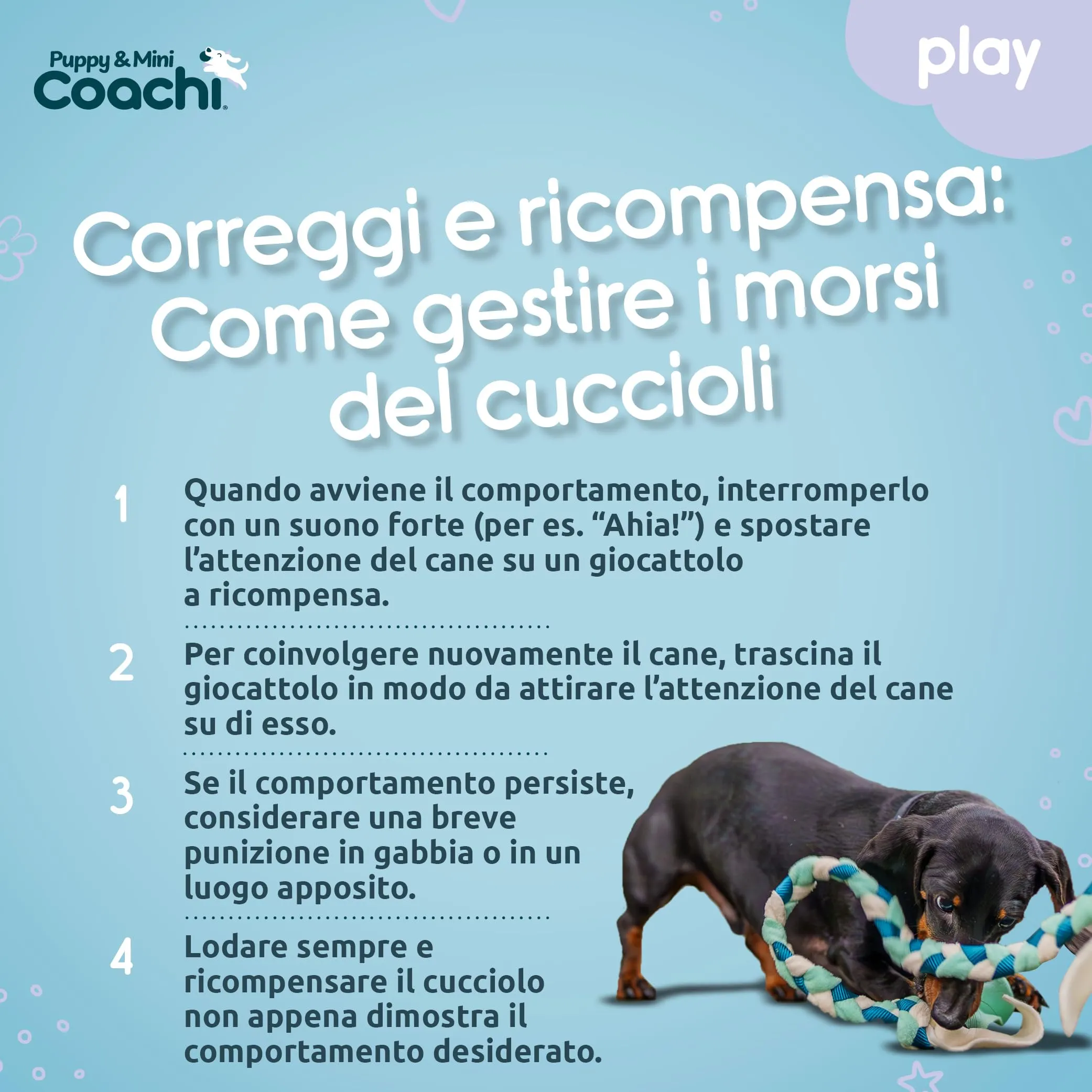 Coachi Puppy & Mini Tuggi Tug per cani - immagine 5
