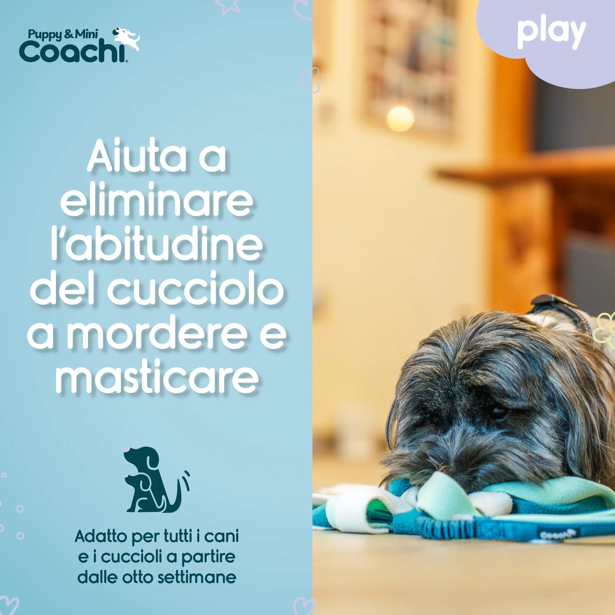 Coachi Puppy & Mini Tuggi Spider per cani - immagine 3