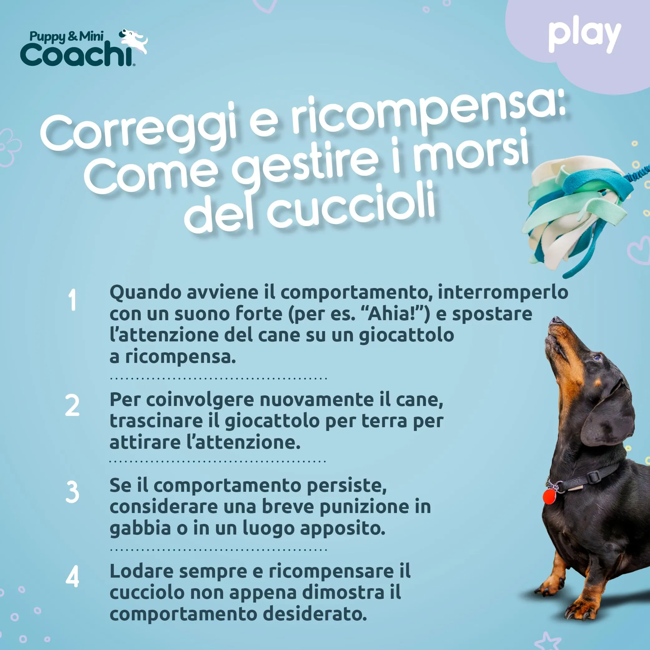 Coachi Puppy & Mini Tuggi Spider per cani - immagine 5