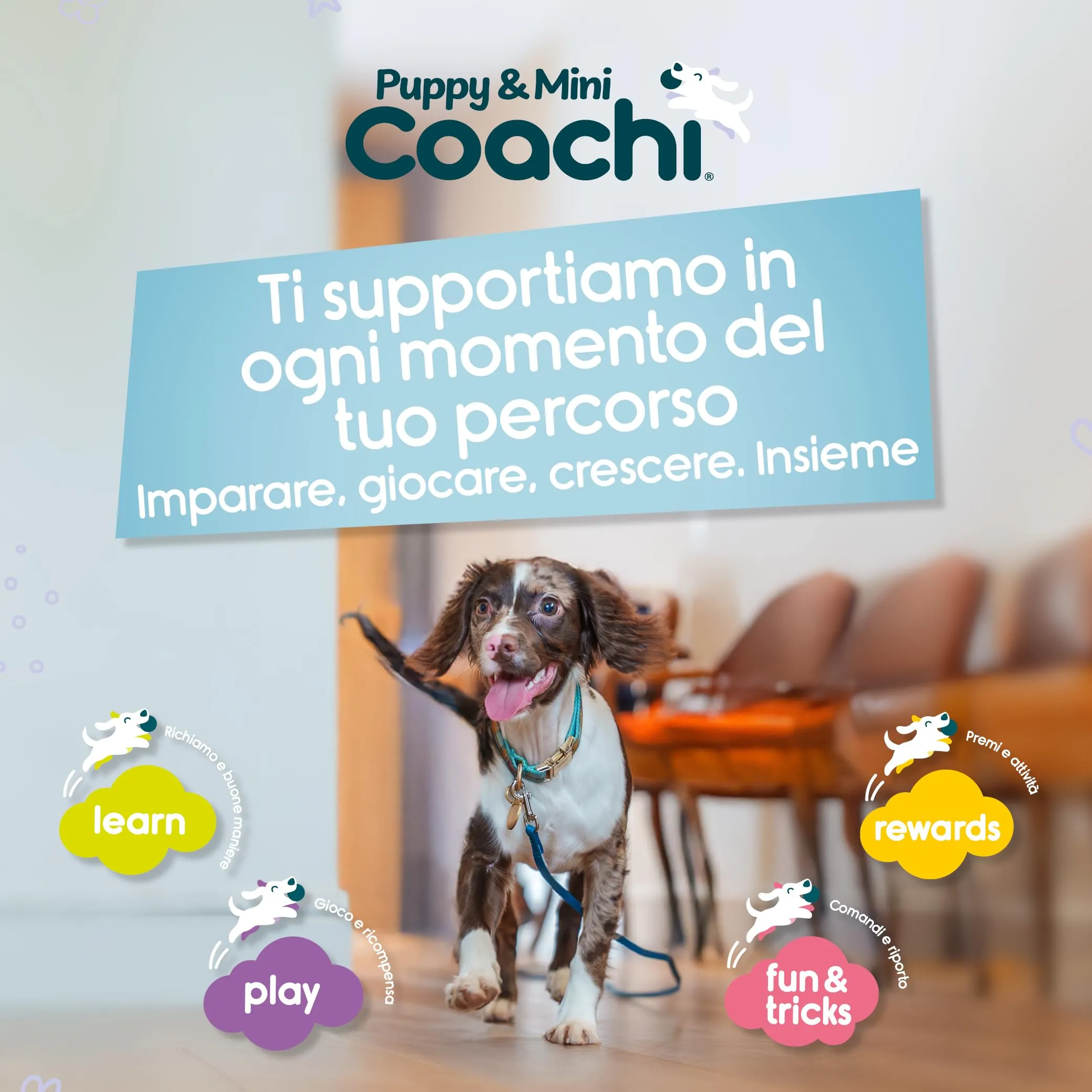 Coachi Puppy & Mini Tuggi Spider per cani - immagine 6