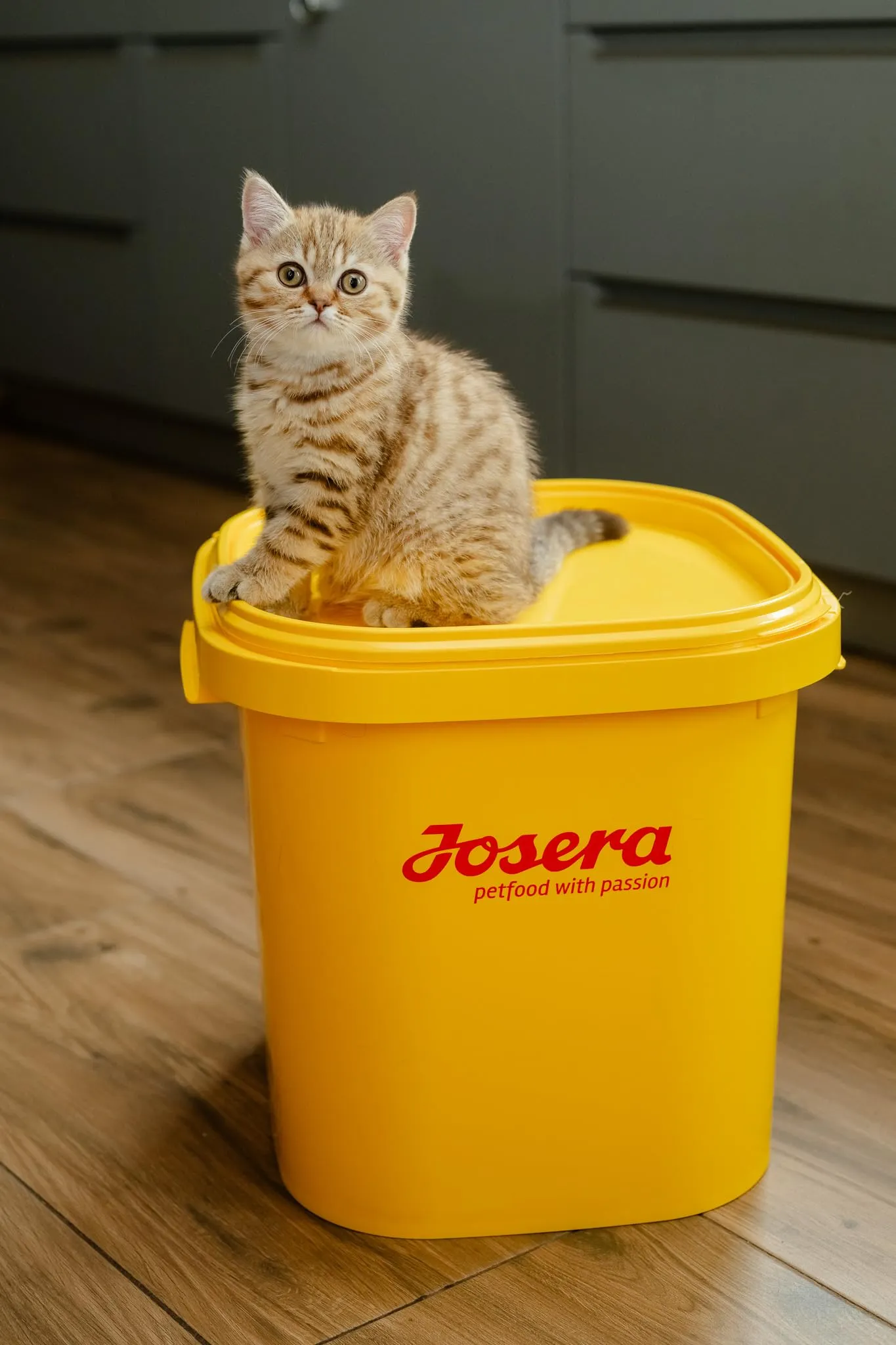 JosiCat Kitten Cibo Secco Premium per Gatti in Crescita, 1.9 kg - immagine 6