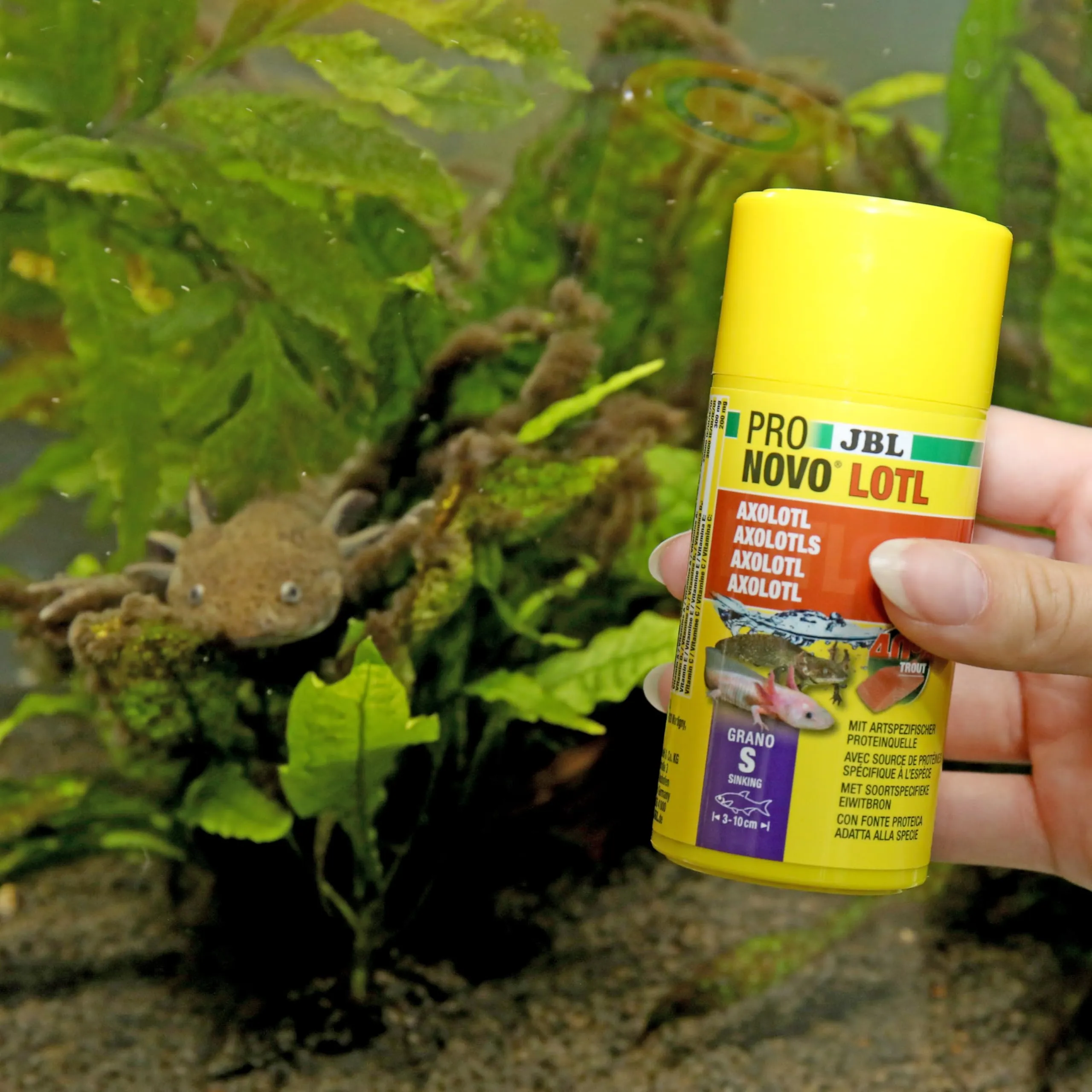 JBL Pronovo Lotl Grano, mangime principale per Axolotl 3-10 cm, taglia S, 100 ml - immagine 3