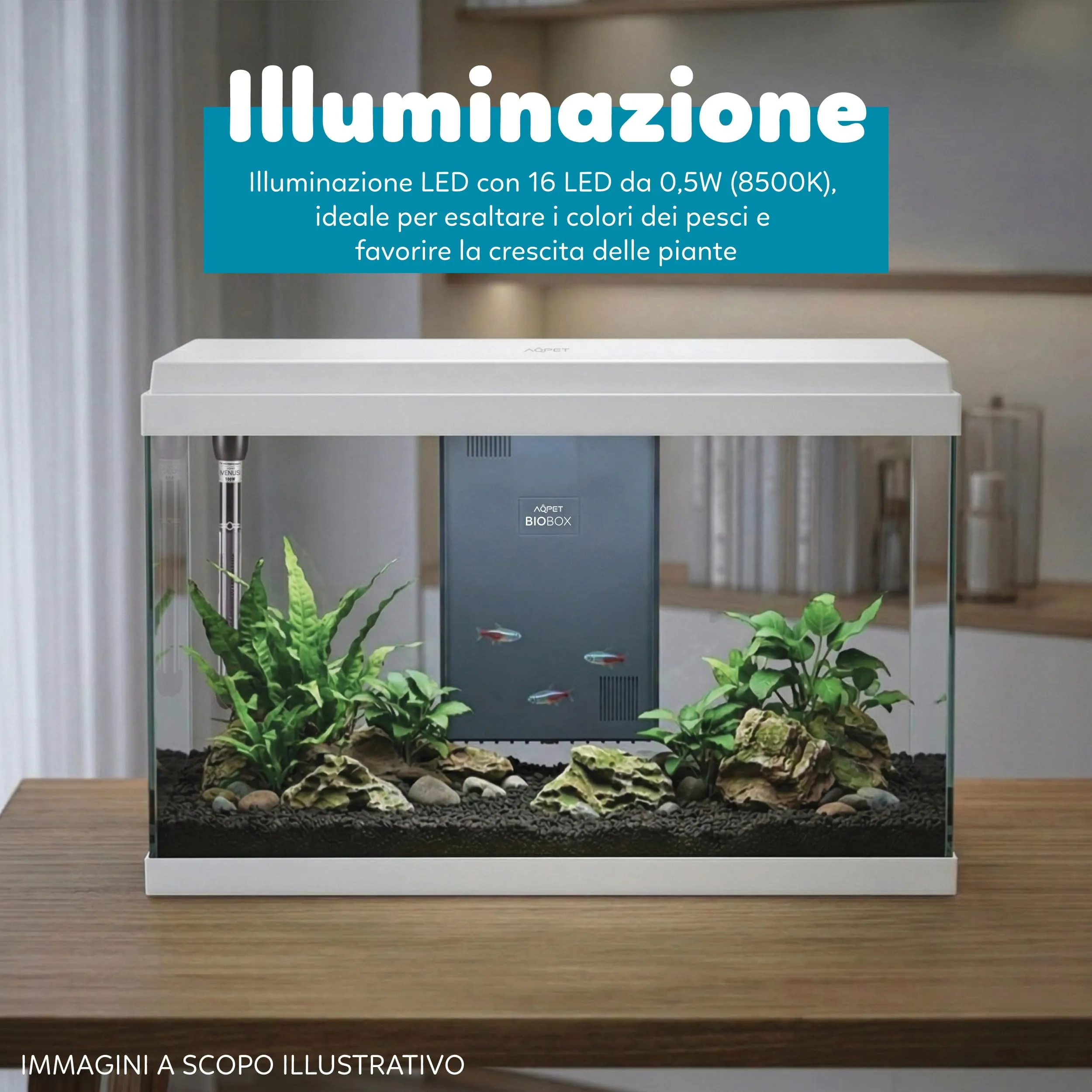 AQPET Acquario in Vetro per Pesci Tropicali Simply, 60 Litri, 59x30x39 cm, Bianco - immagine 4