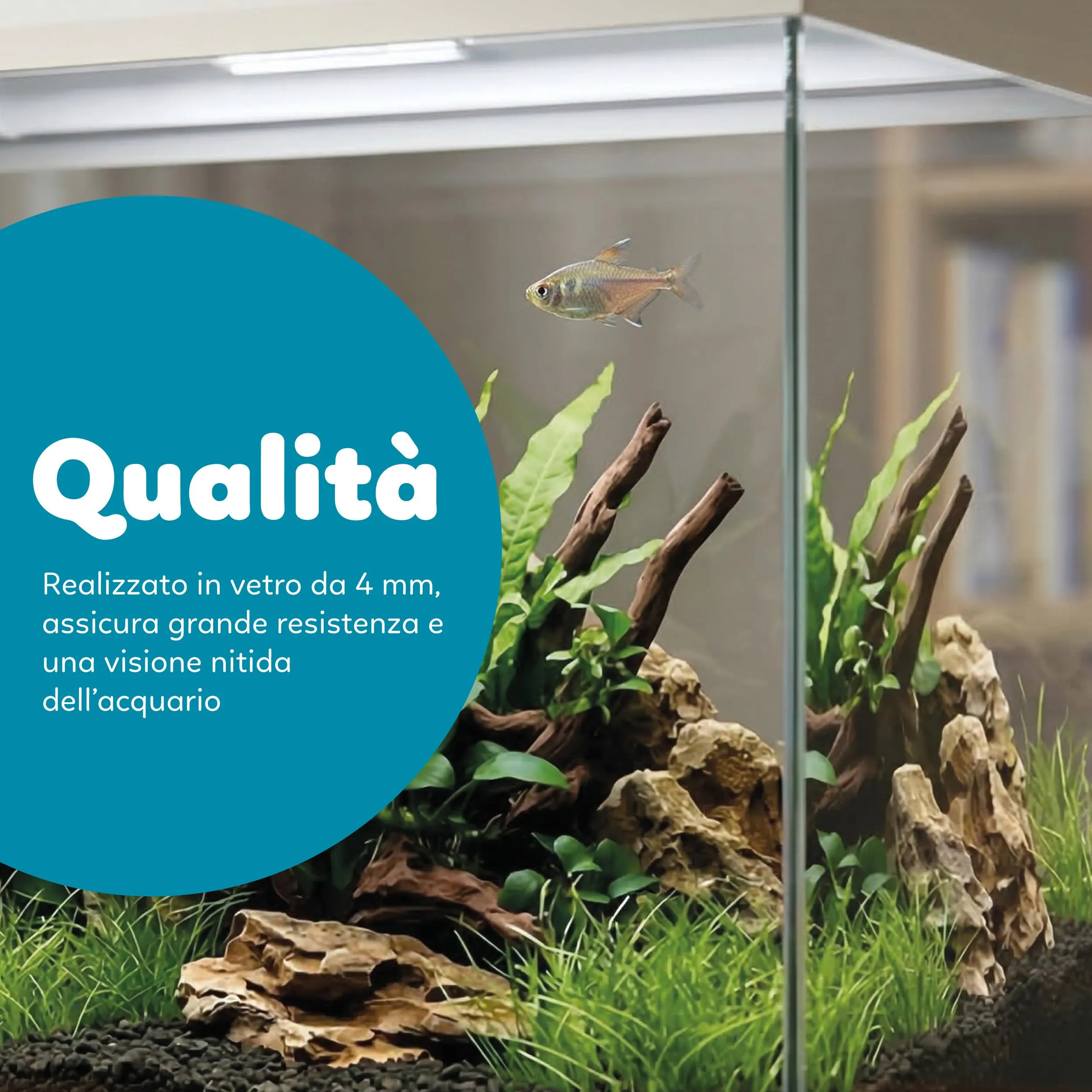 AQPET Acquario in Vetro per Pesci Tropicali Simply, 60 Litri, 59x30x39 cm, Bianco - immagine 6