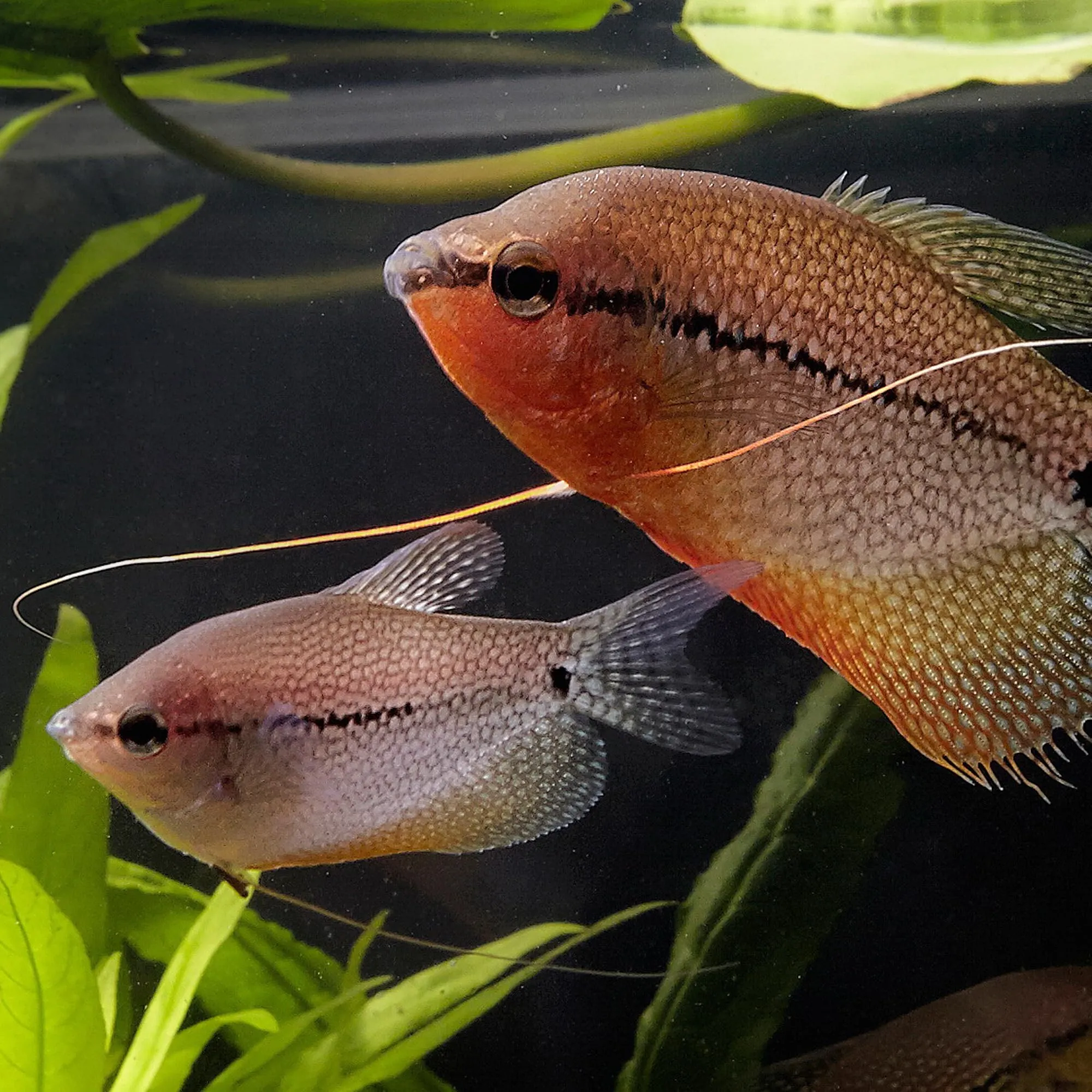 JBL Pronovo Gourami Grano - Mangime principale per gurami, pesce filo e labirinti (3-10 cm), Granuli, Taglia S, 250 ml - immagine 2
