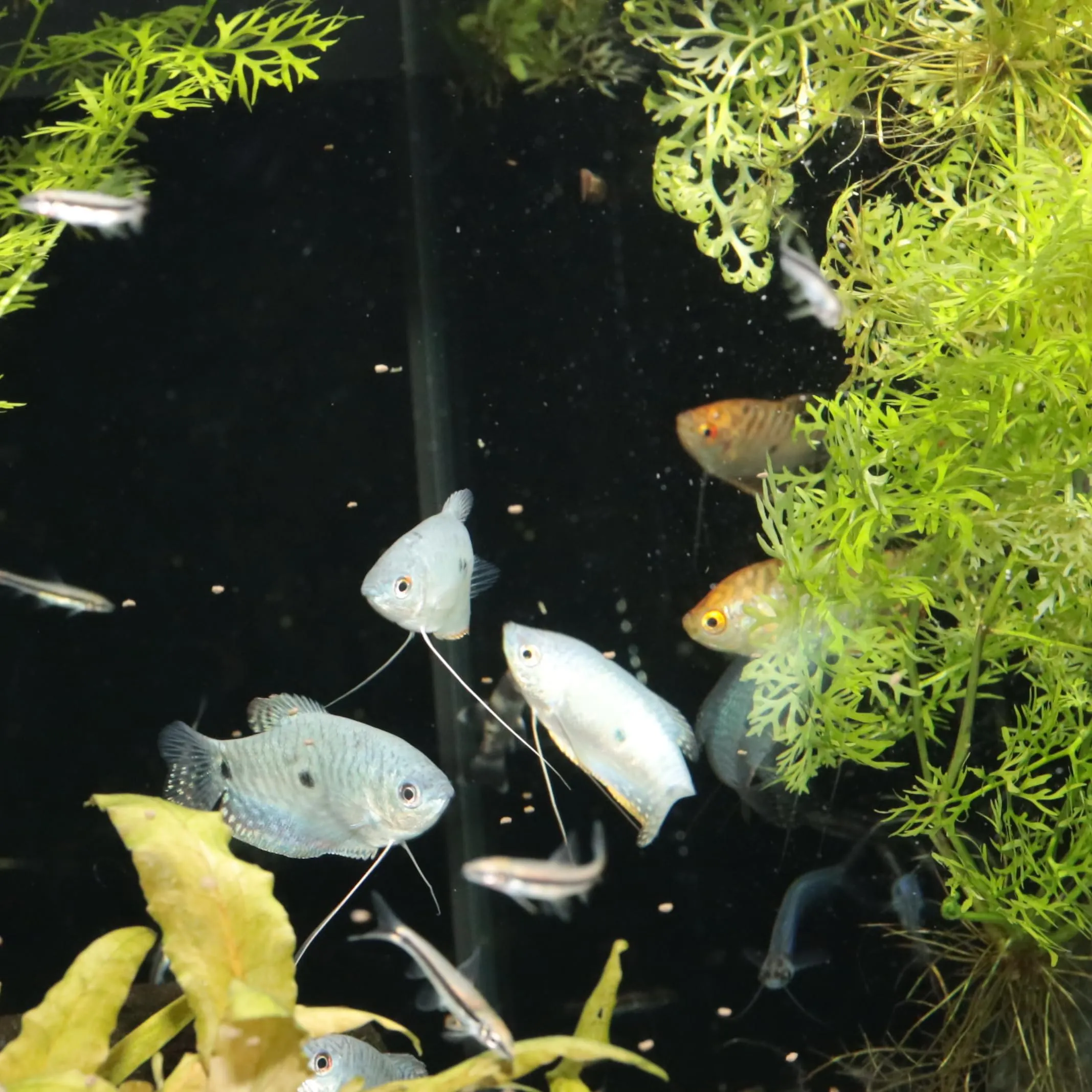 JBL Pronovo Gourami Grano - Mangime principale per gurami, pesce filo e labirinti (3-10 cm), Granuli, Taglia S, 250 ml - immagine 3