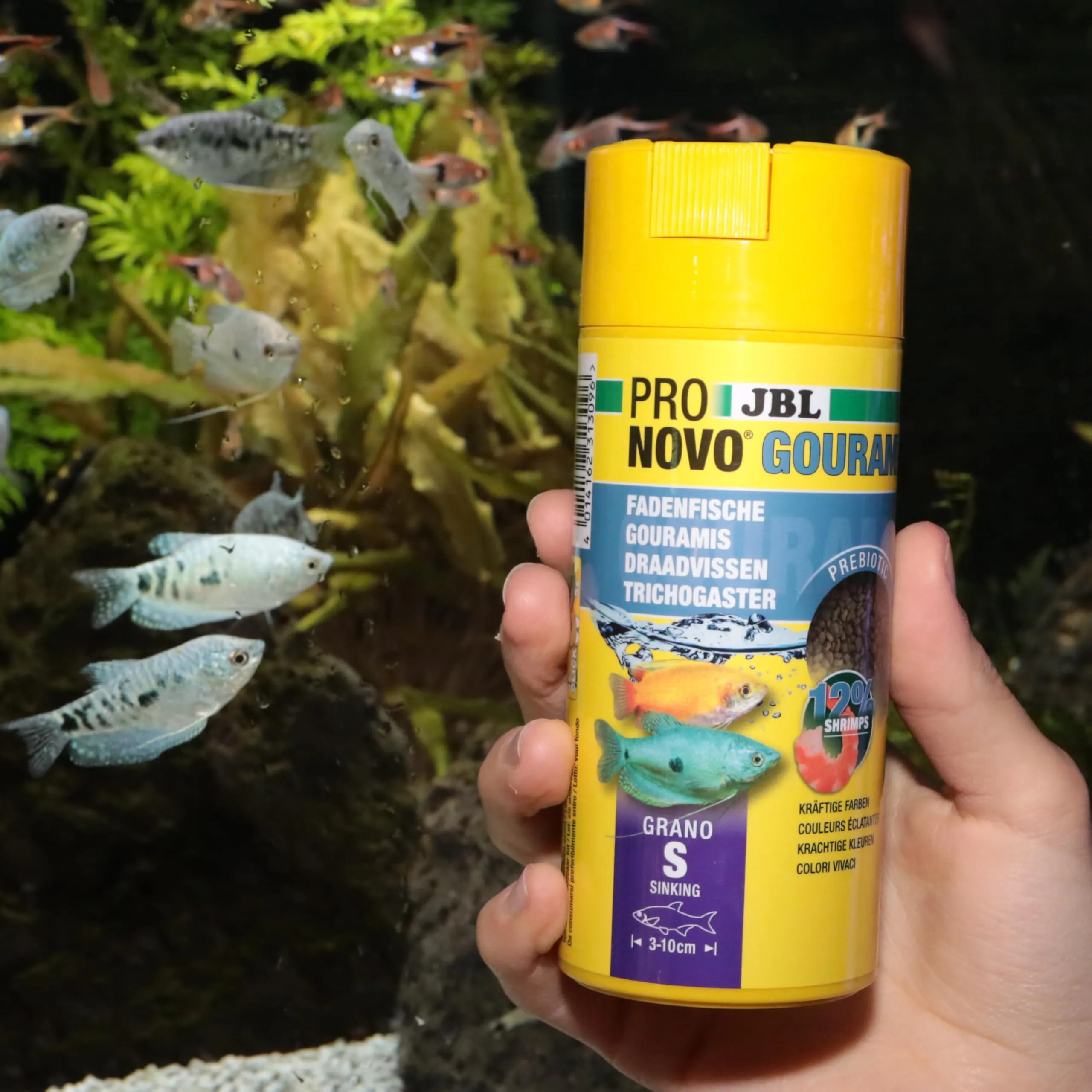 JBL Pronovo Gourami Grano - Mangime principale per gurami, pesce filo e labirinti (3-10 cm), Granuli, Taglia S, 250 ml - immagine 4