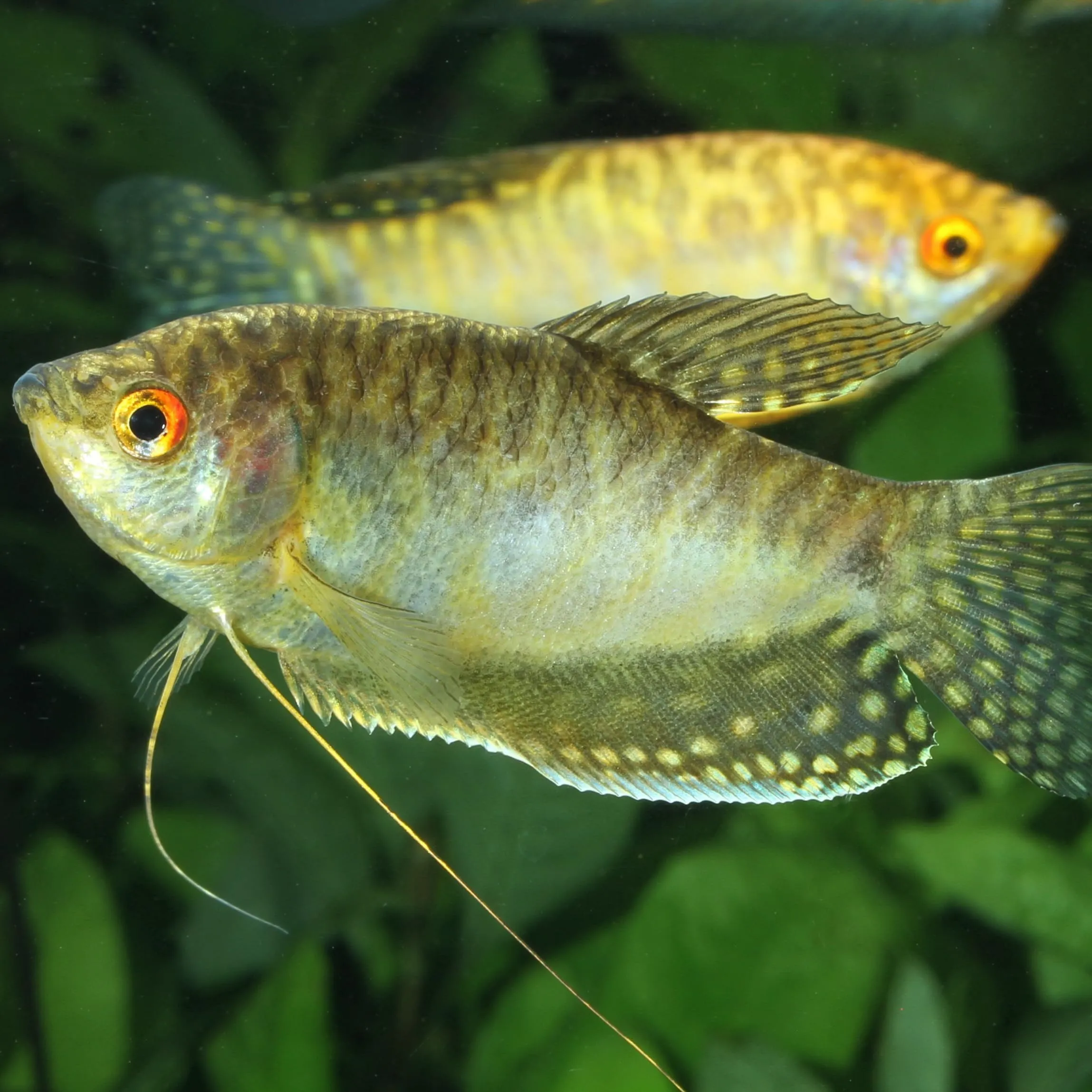 JBL Pronovo Gourami Grano - Mangime principale per gurami, pesce filo e labirinti (3-10 cm), Granuli, Taglia S, 250 ml - immagine 5