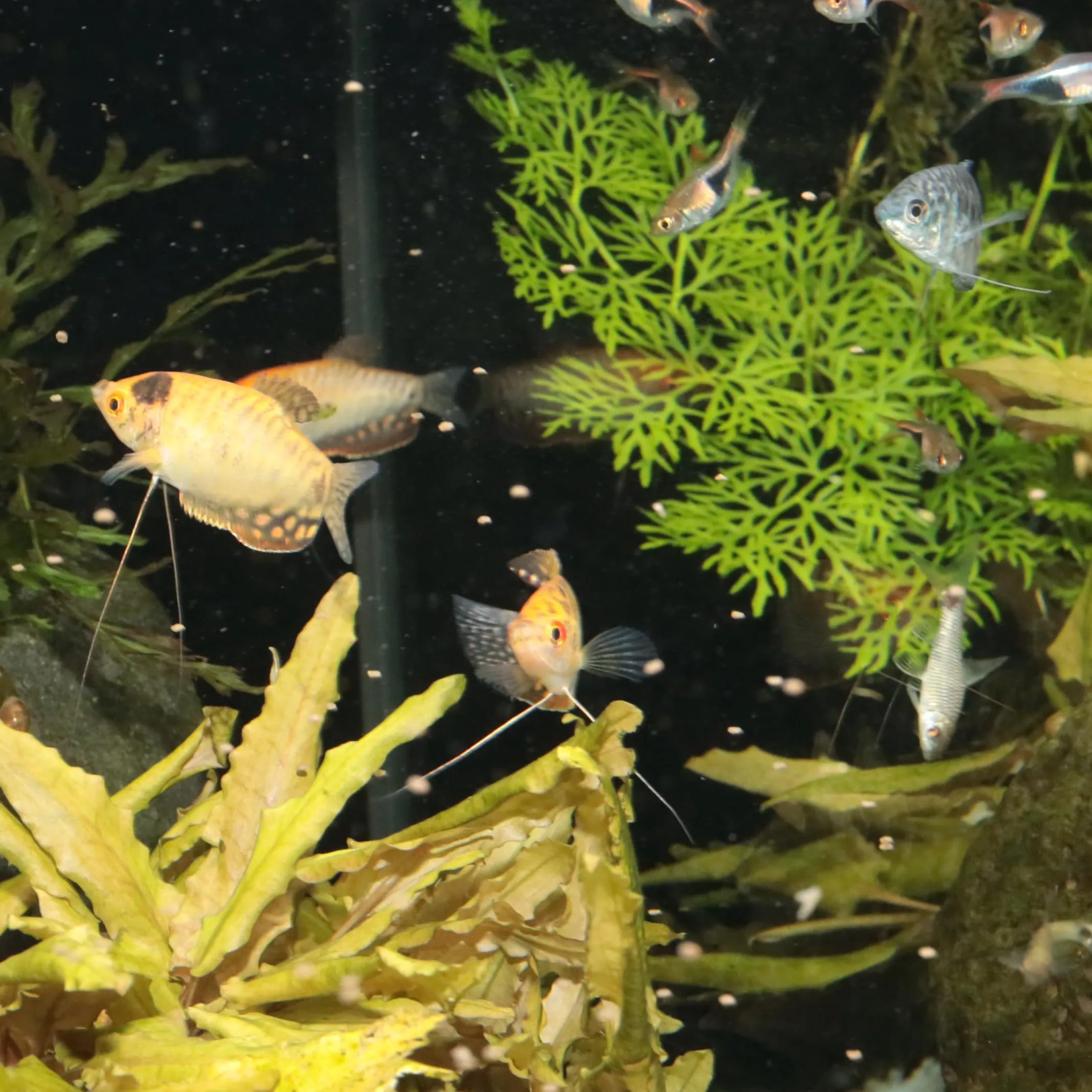 JBL Pronovo Gourami Grano - Mangime principale per gurami, pesce filo e labirinti (3-10 cm), Granuli, Taglia S, 250 ml - immagine 9