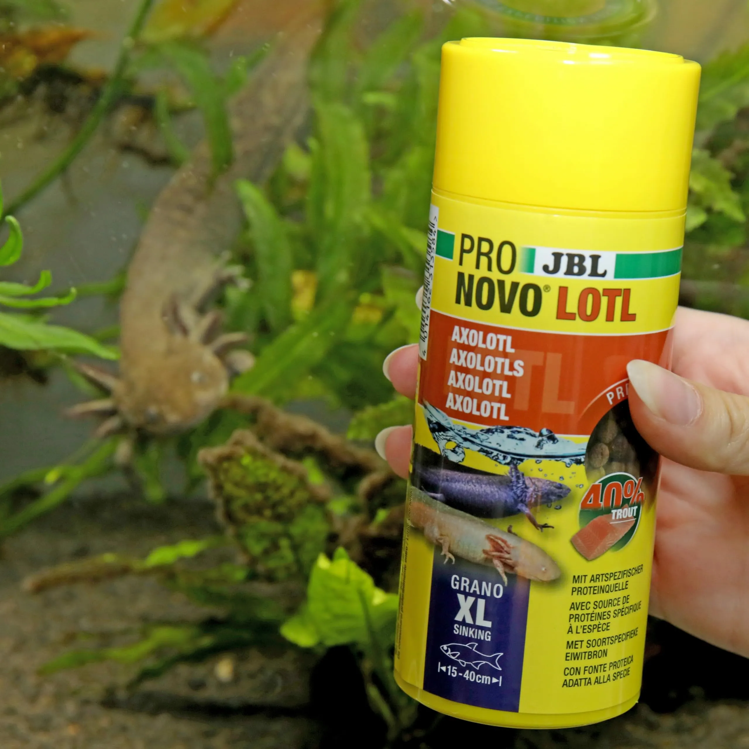 JBL Pronovo Lotl Grano - Mangime principale per Axolotl 15-25 cm, Granuli XL, 250 ml - immagine 3