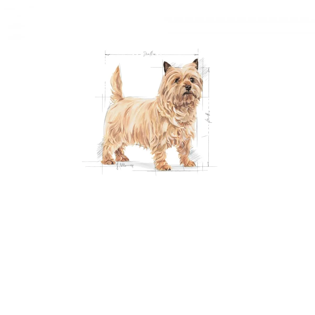 Royal Canin Mini Light Weight Care Alimento secco per cani adulti, 3kg - immagine 3