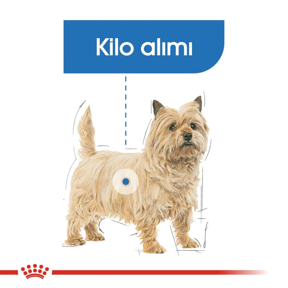 Royal Canin Mini Light Weight Care Alimento secco per cani adulti, 3kg - immagine 5