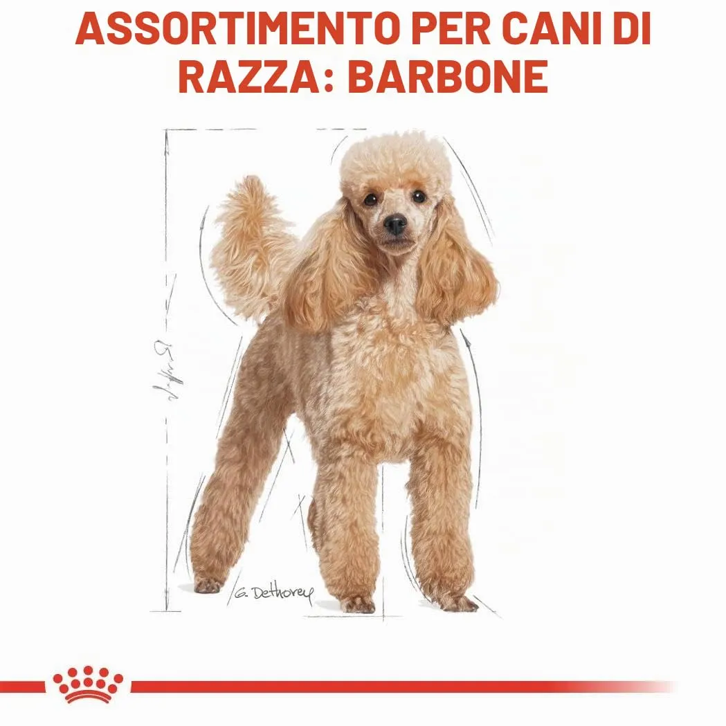 Royal Canin Poodle Adult, 3 kg - immagine 3