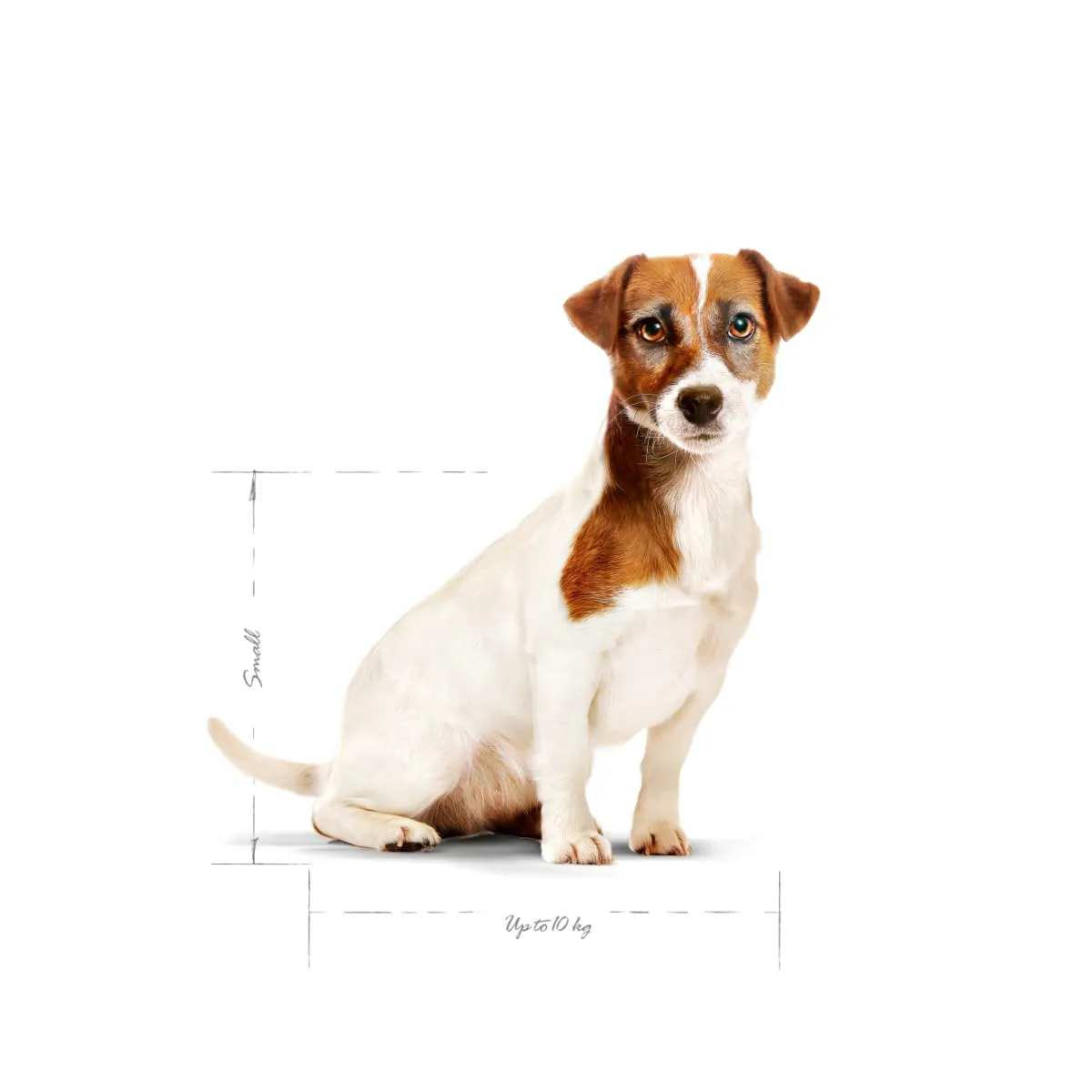 Royal Canin Mini Adult 8+ Dog Food, 2 kg - immagine 4