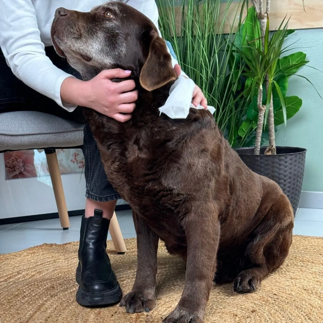 Inodorina Salviette Everyday per Cani e Gatti, Clorexedina, 110 Pezzi - immagine 3