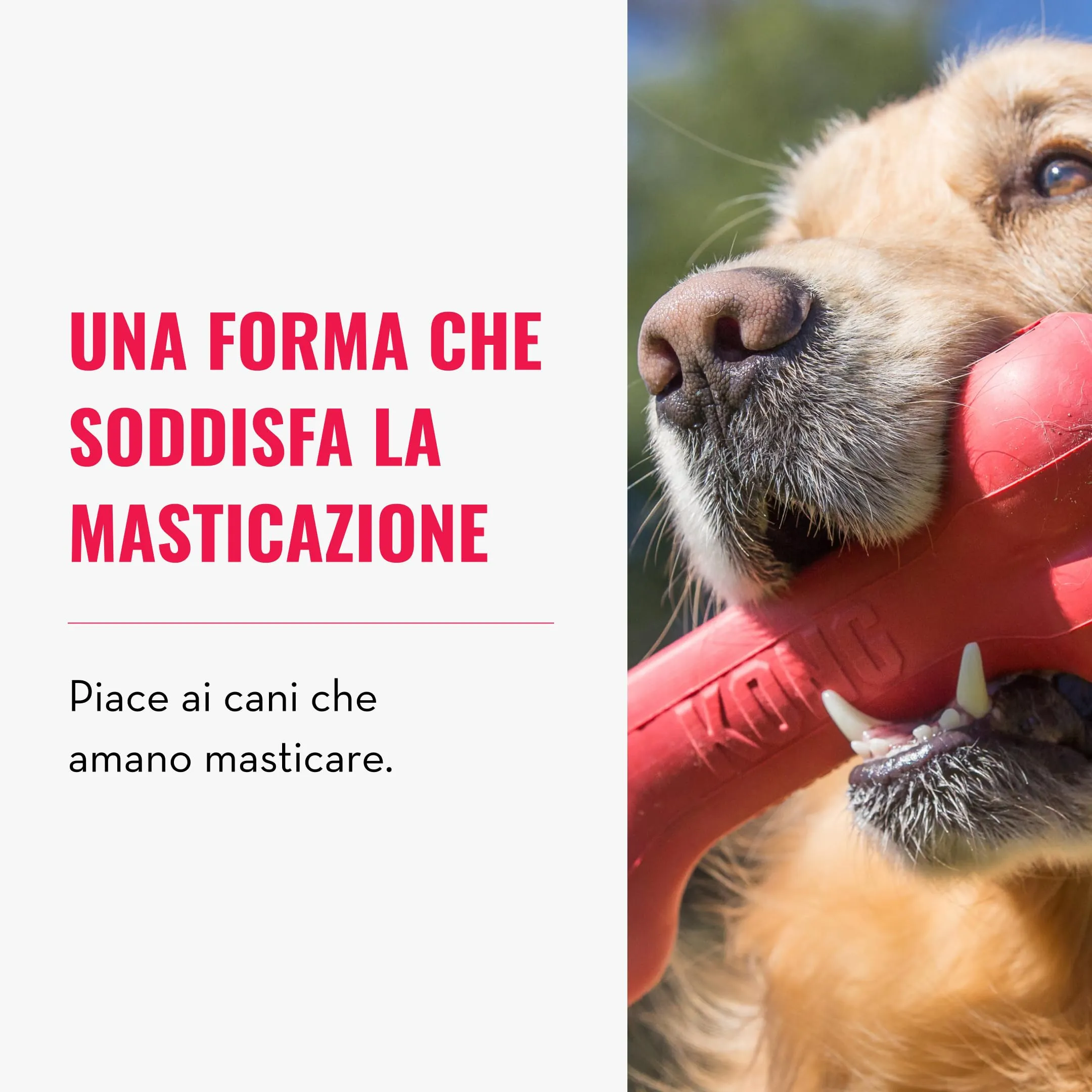 KONG Goodie Bone Osso in Gomma Naturale, Rosso, Taglia Media - immagine 3
