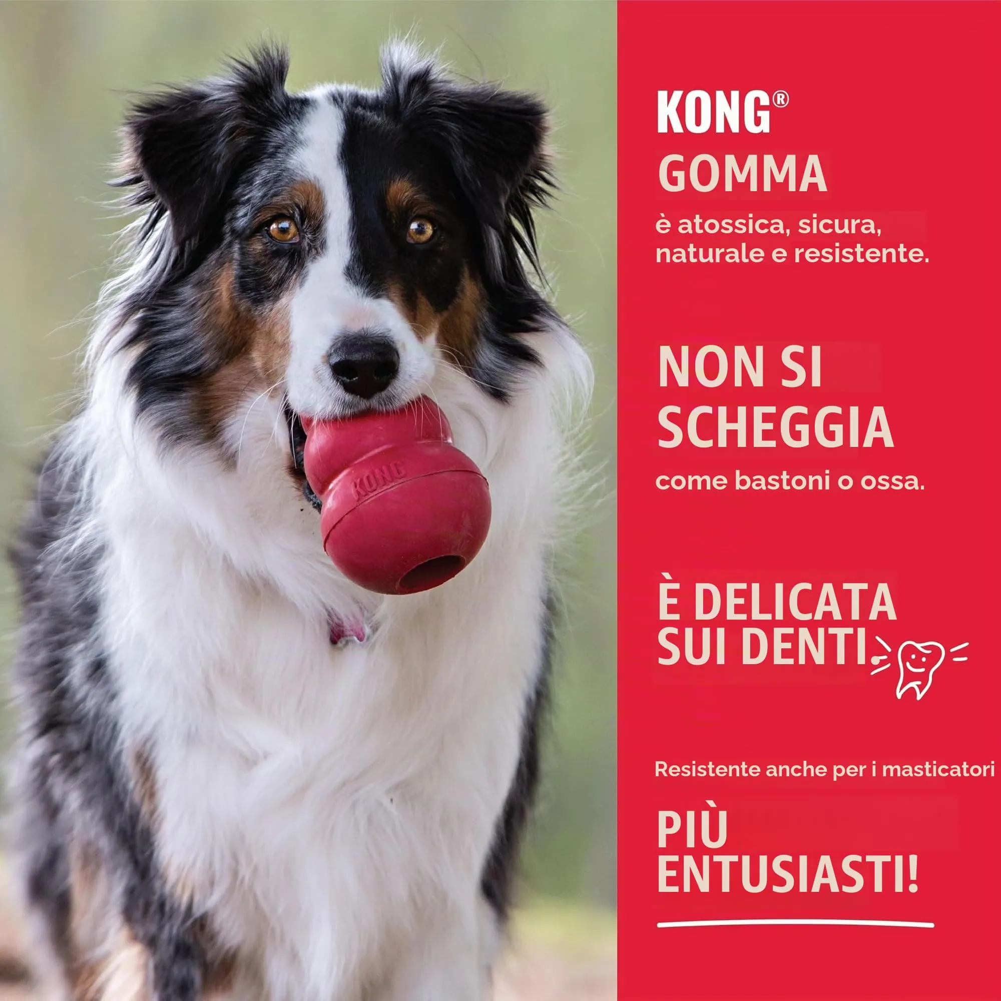 KONG Goodie Bone in gomma naturale, rosso, taglia XL - immagine 5