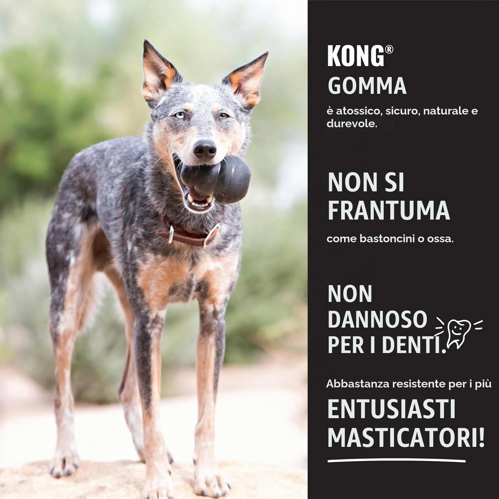 KONG Extreme Goodie Bone Osso in gomma naturale per cani, Nero, X Large - immagine 4