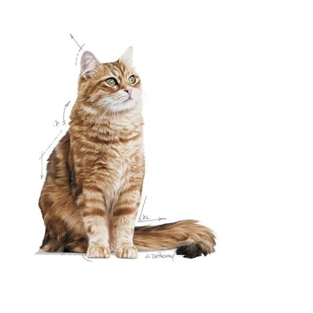 Royal Canin Digestive Care Alimento completo per gatti adulti, 2 x 400 g - immagine 6