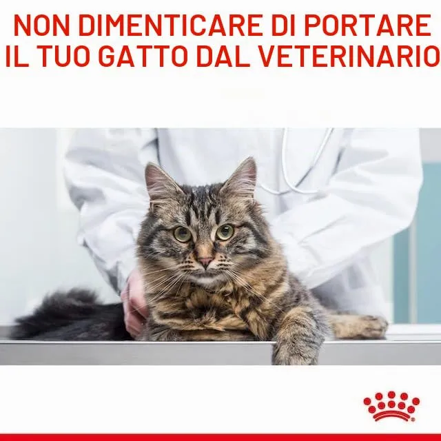 Royal Canin Digestive Care Alimento completo per gatti adulti, 2 x 400 g - immagine 8