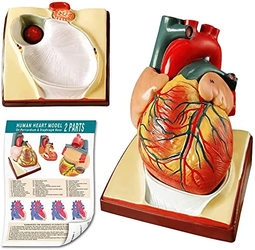 EVOTECH SCIENTIFIC Modello di Cuore Umano, Scala 1:1, 34 Strutture Anatomiche - immagine 1