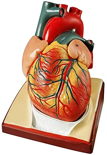 EVOTECH SCIENTIFIC Modello di Cuore Umano, Scala 1:1, 34 Strutture Anatomiche - immagine 2