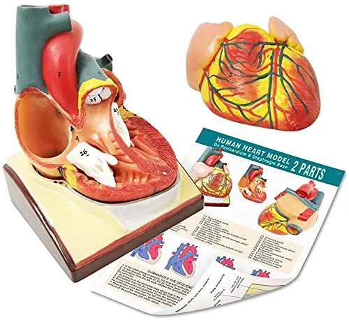 EVOTECH SCIENTIFIC Modello di Cuore Umano, Scala 1:1, 34 Strutture Anatomiche - immagine 3